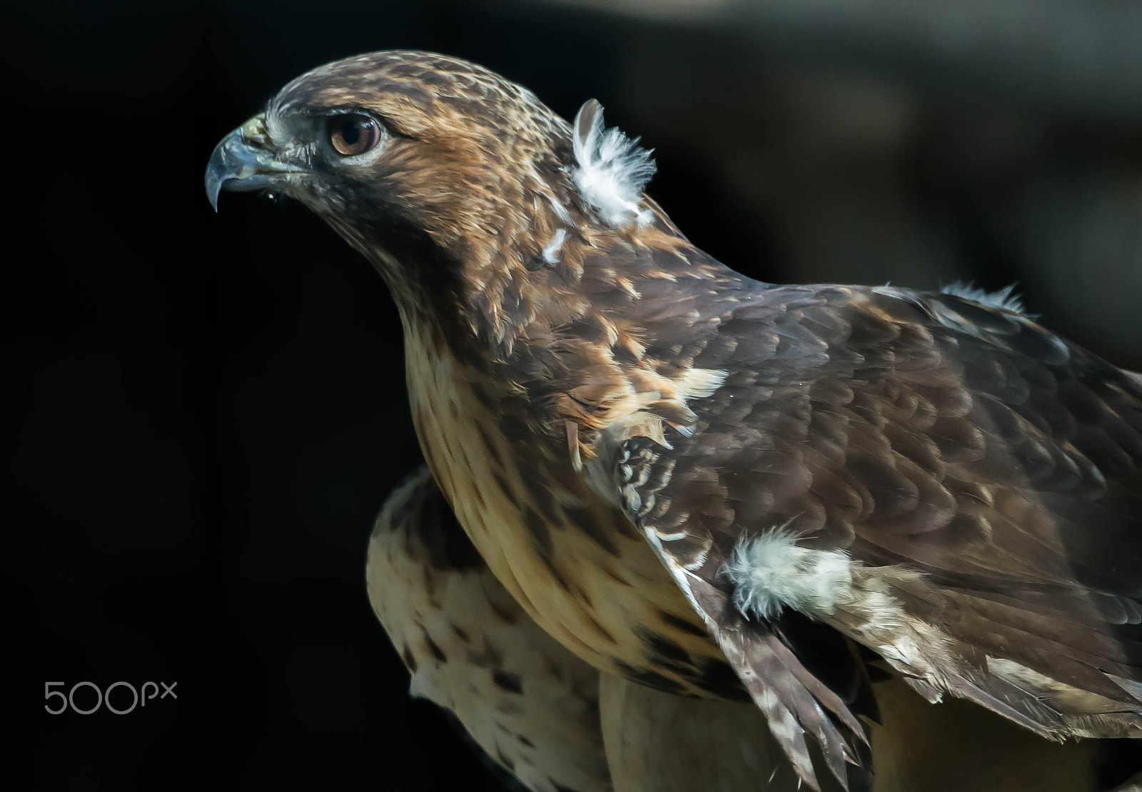 Sony 70-300mm F4.5-5.6 G SSM sample photo. Eagle at wyckoff nature center photography