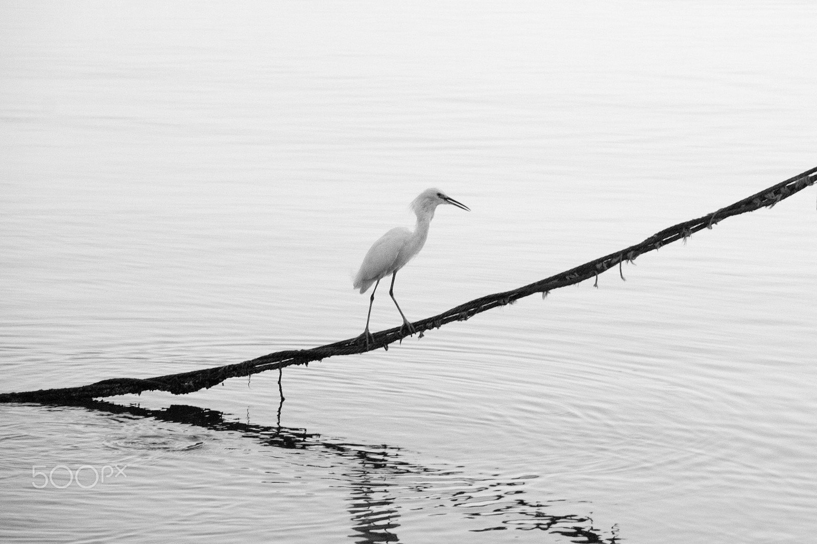 Canon EF-S 18-135mm F3.5-5.6 IS sample photo. Crane photography