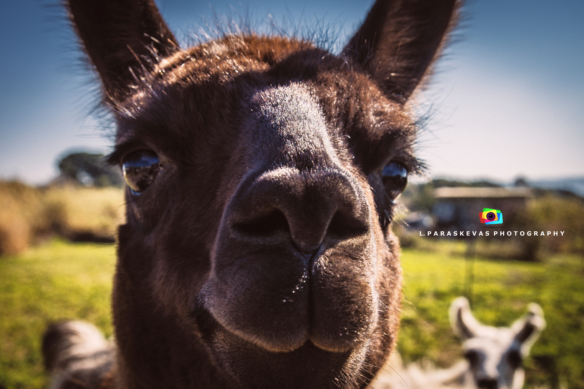 Nikon D7200 sample photo. Lama photography