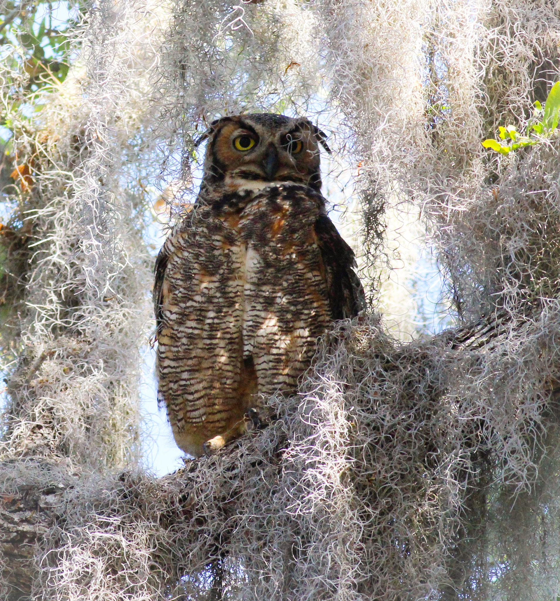 Canon EOS 600D (Rebel EOS T3i / EOS Kiss X5) sample photo. Great horned owl  photography