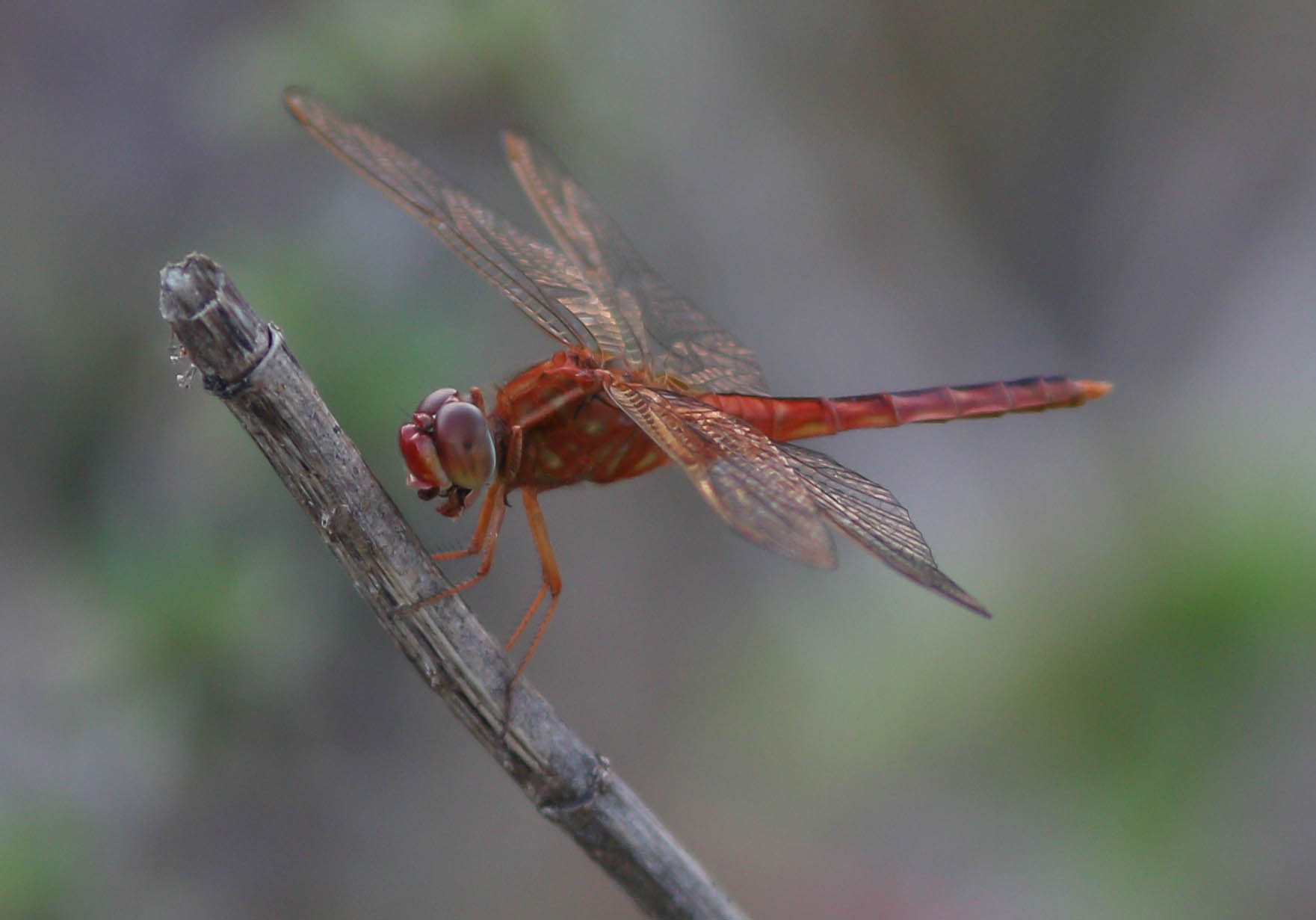 Canon EF 300mm F4L IS USM sample photo. Dragonfly photography