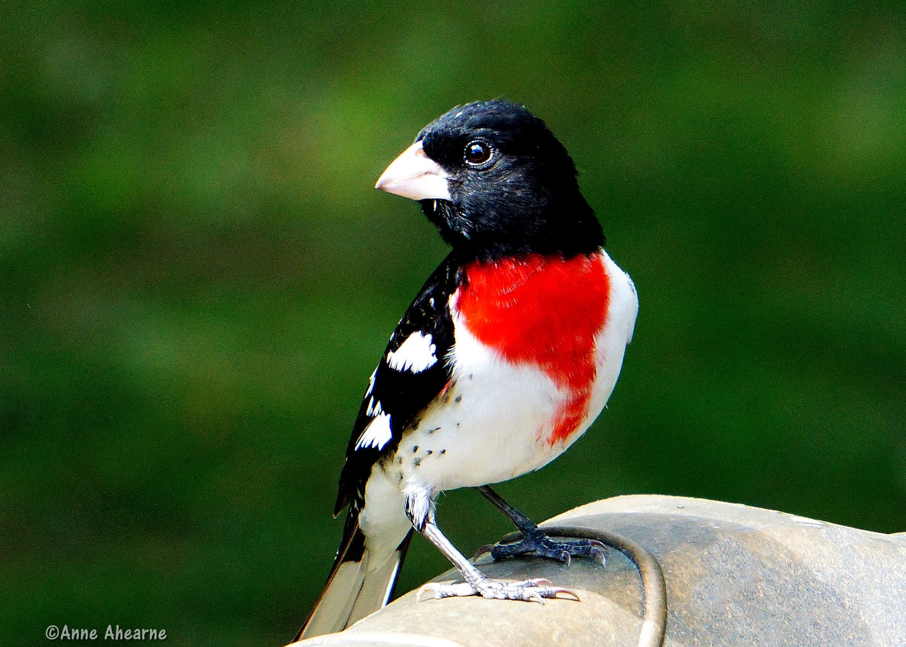 Sony a6000 + Sony FE 24-240mm F3.5-6.3 OSS sample photo. Rose-breasted grosbeak (male) photography