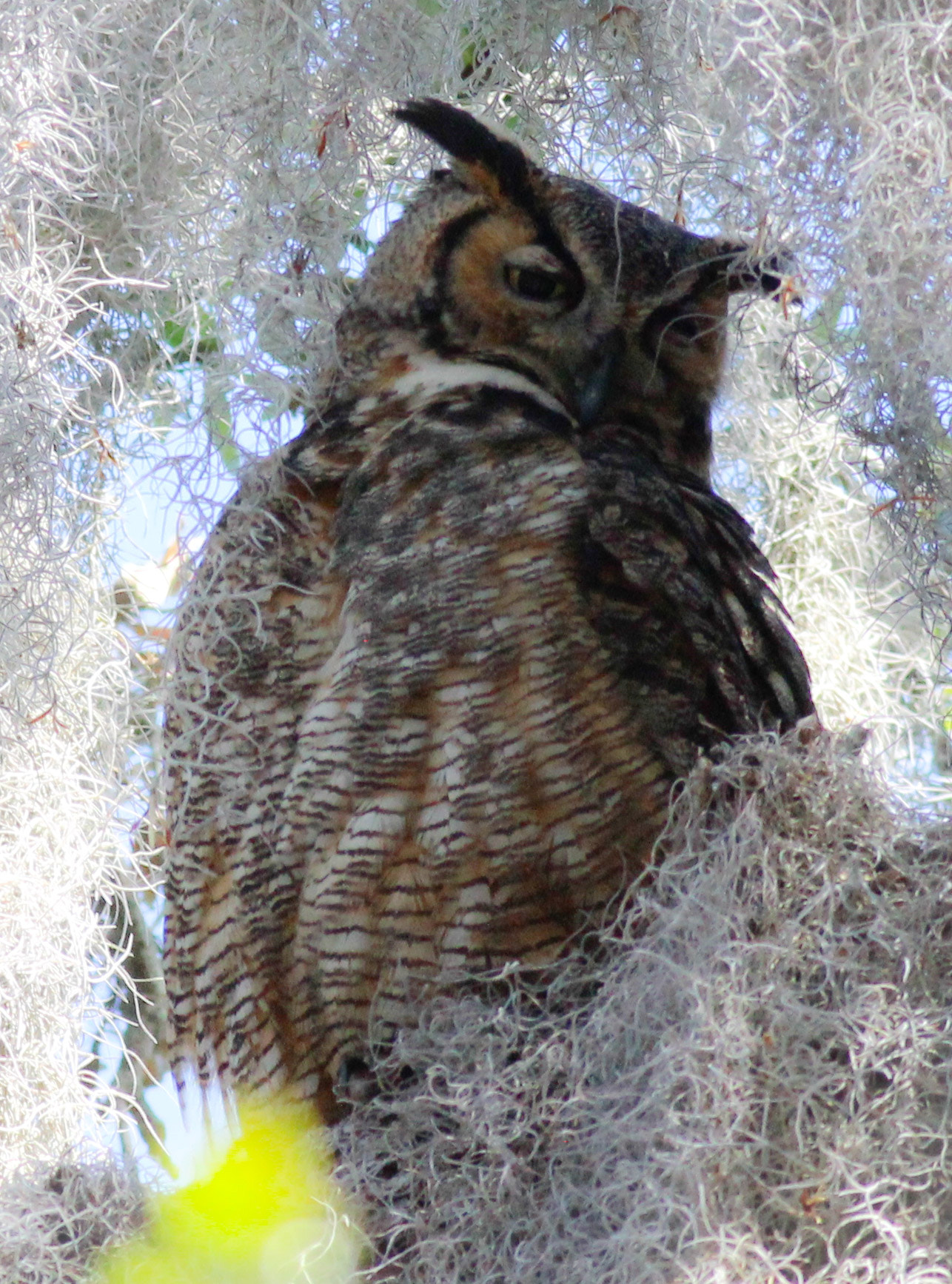 Canon EOS 600D (Rebel EOS T3i / EOS Kiss X5) + Canon EF 400mm F5.6L USM sample photo. Gho owl photography