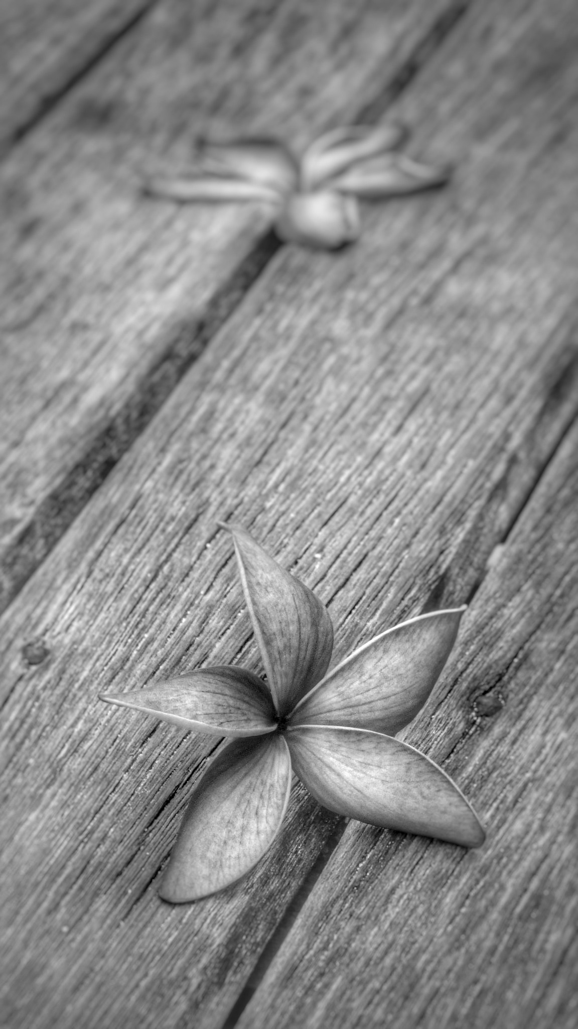 Olympus TG-860 sample photo. Mono orchid and wood photography