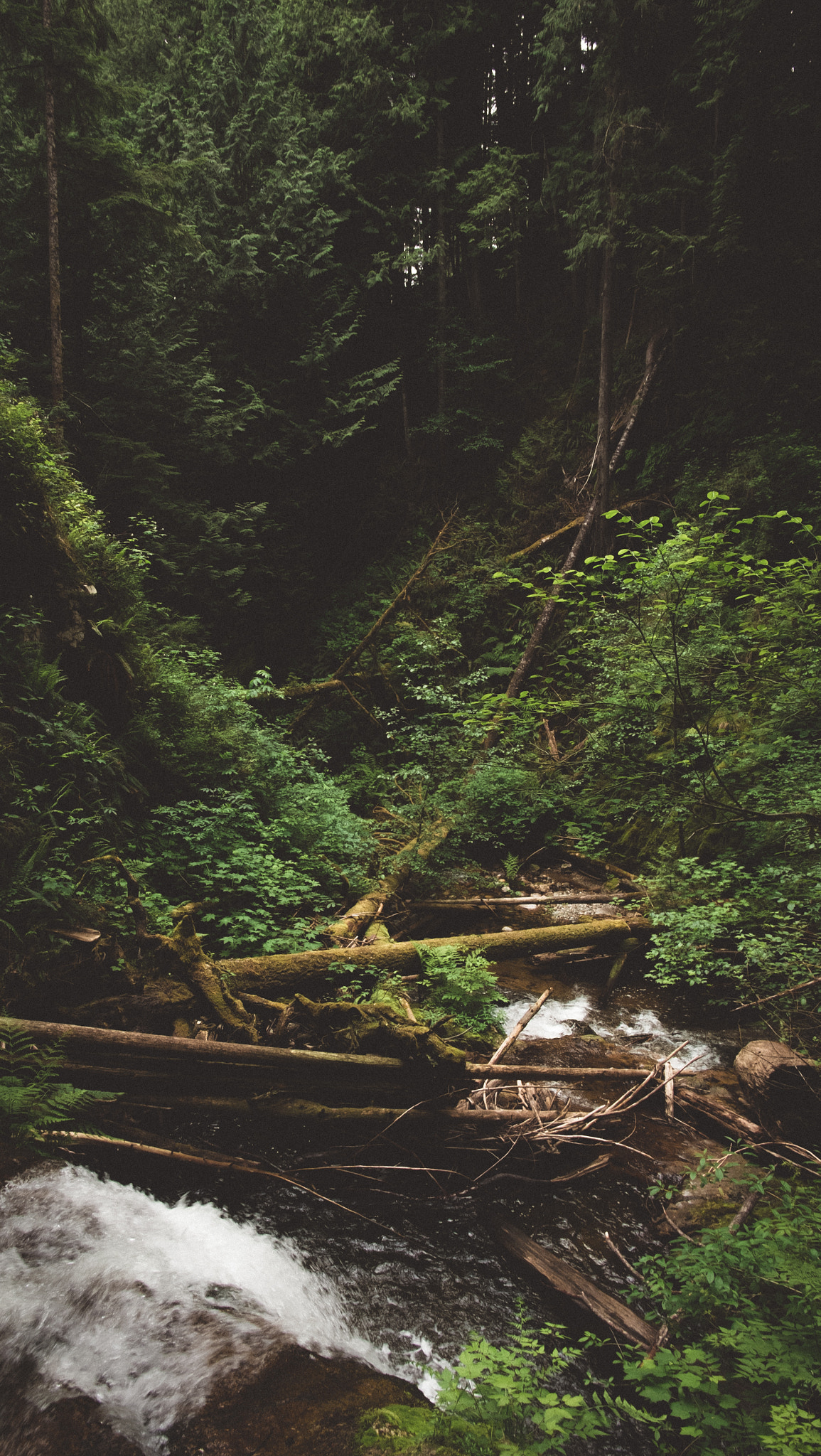 Fujifilm XC 16-50mm F3.5-5.6 OIS sample photo. Forest greens. photography
