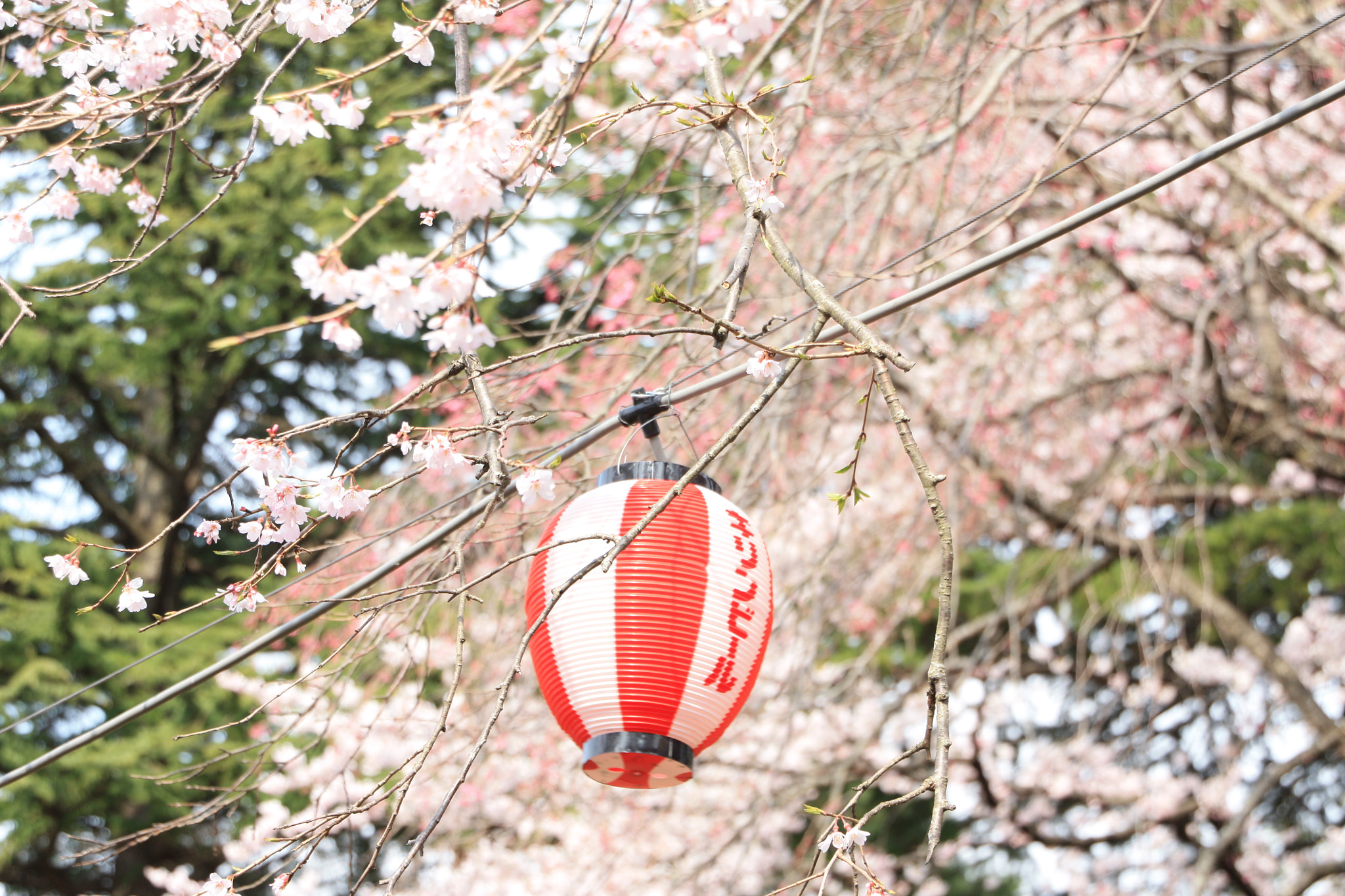Canon EOS 450D (EOS Rebel XSi / EOS Kiss X2) sample photo. Hanami photography