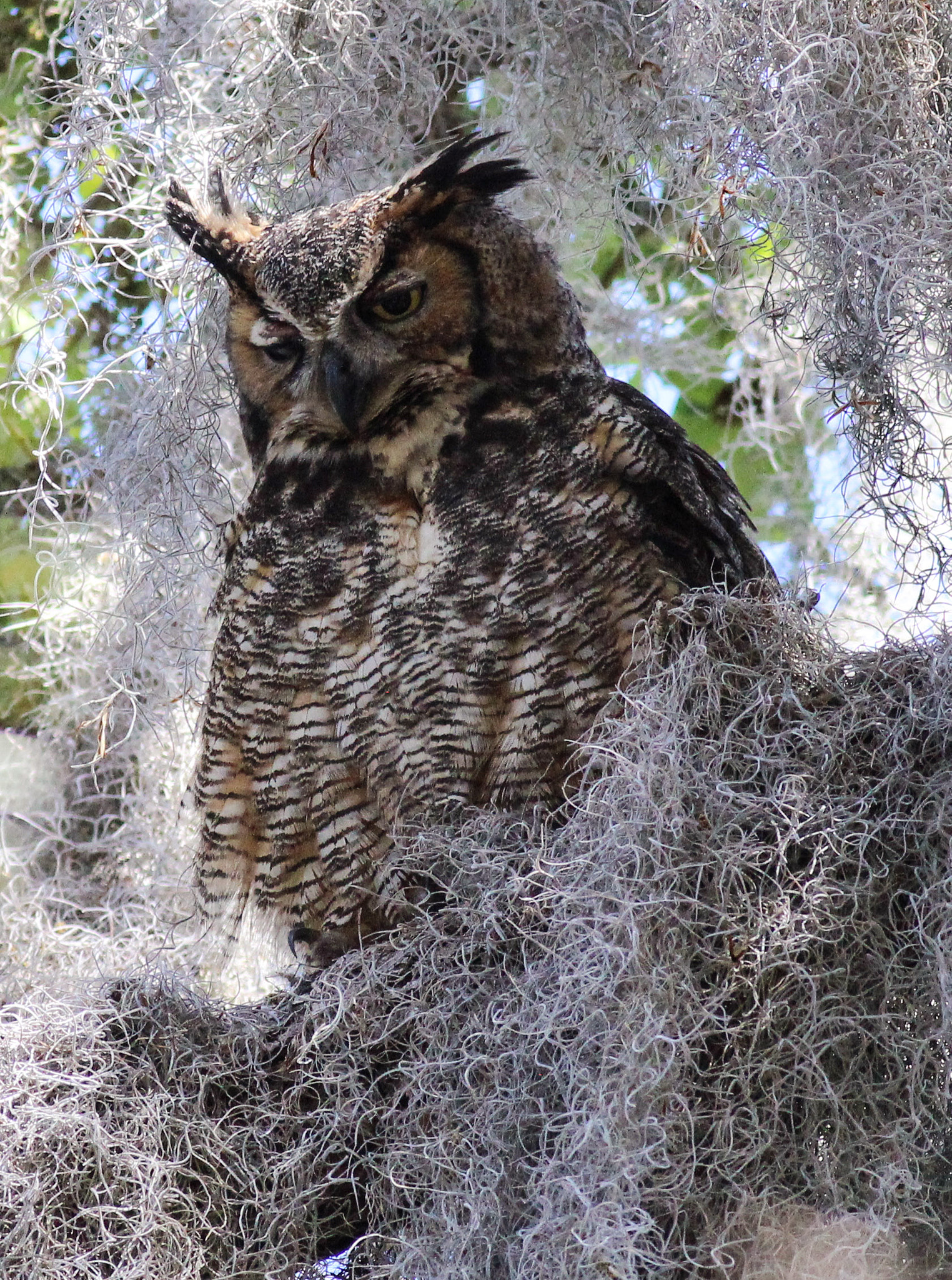 Canon EOS 600D (Rebel EOS T3i / EOS Kiss X5) + Canon EF 400mm F5.6L USM sample photo. Gho owl in oak tree florida photography