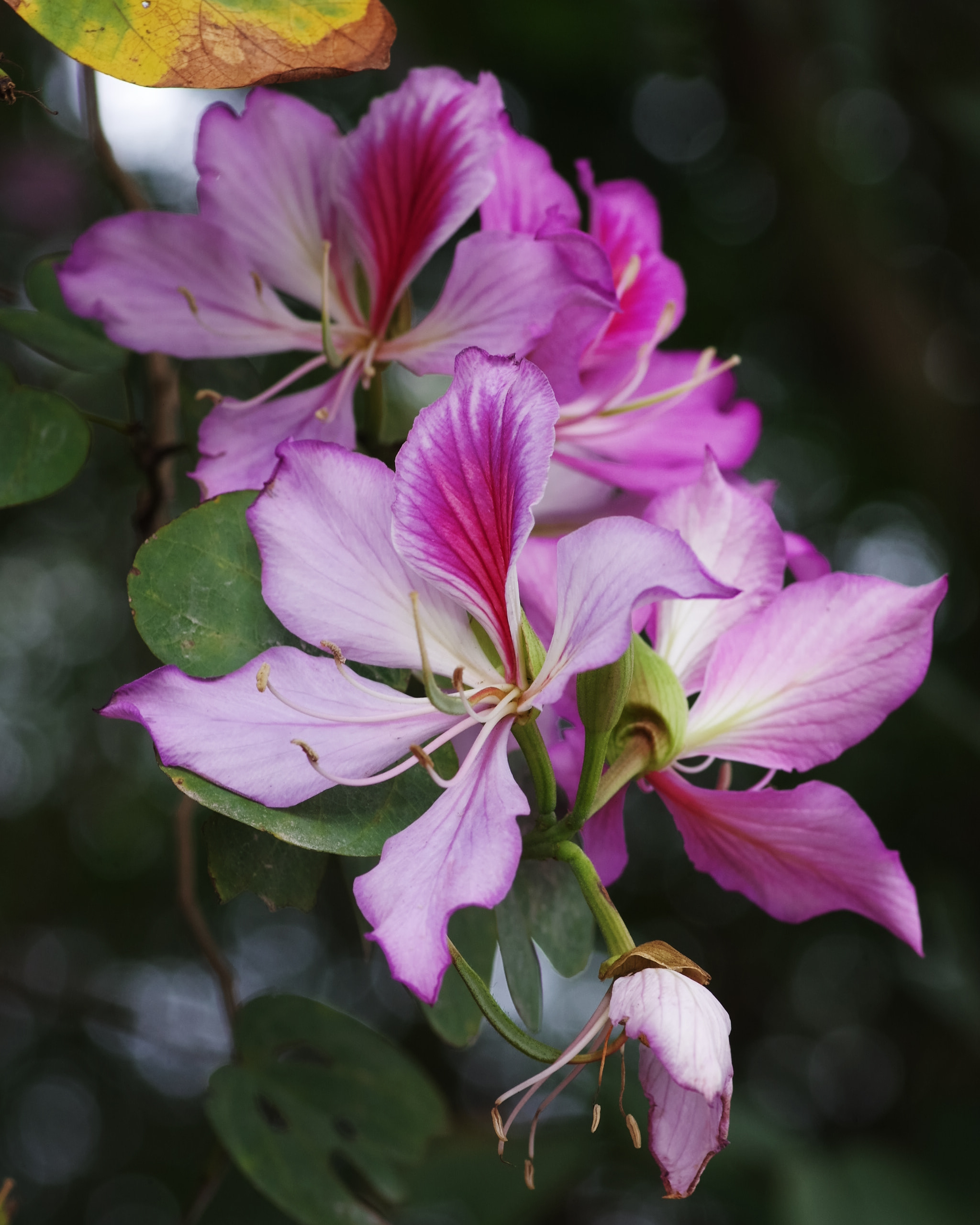 Pentax K-3 + Pentax smc D-FA 100mm F2.8 Macro WR sample photo