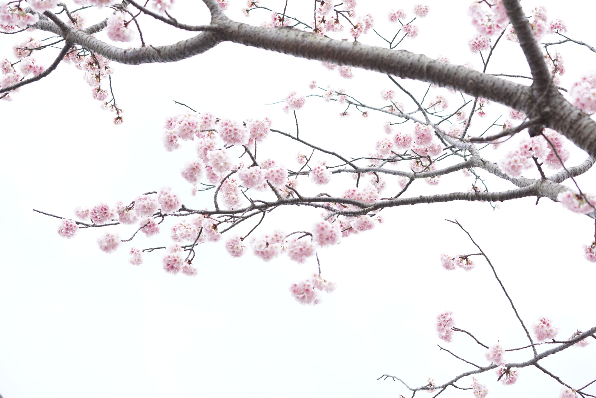 Sony MODEL-NAME sample photo. Sakura photography