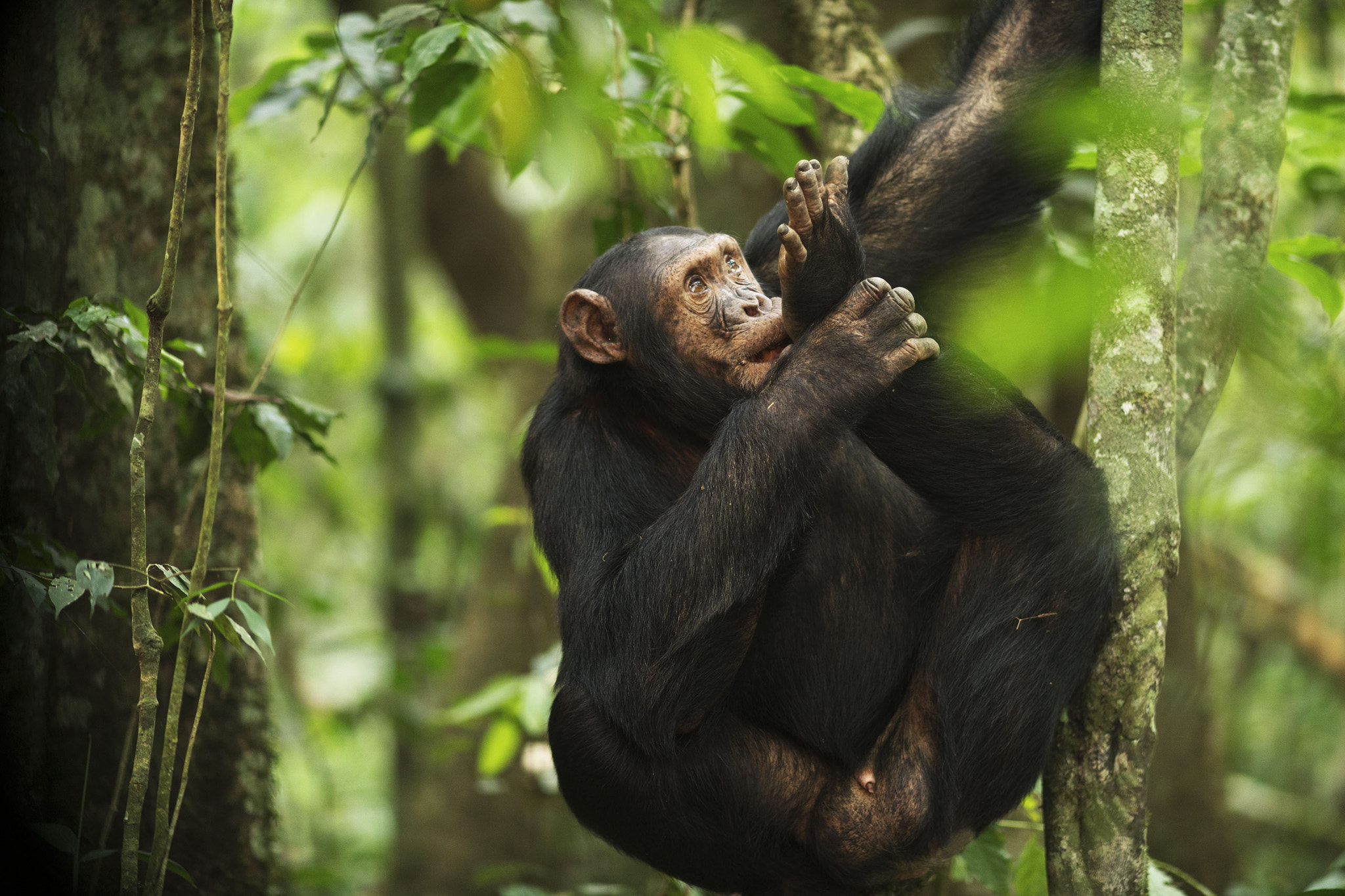 Sony a7R II + Sony Sonnar T* 135mm F1.8 ZA sample photo. Chimpansee - kibale forest - uganda photography