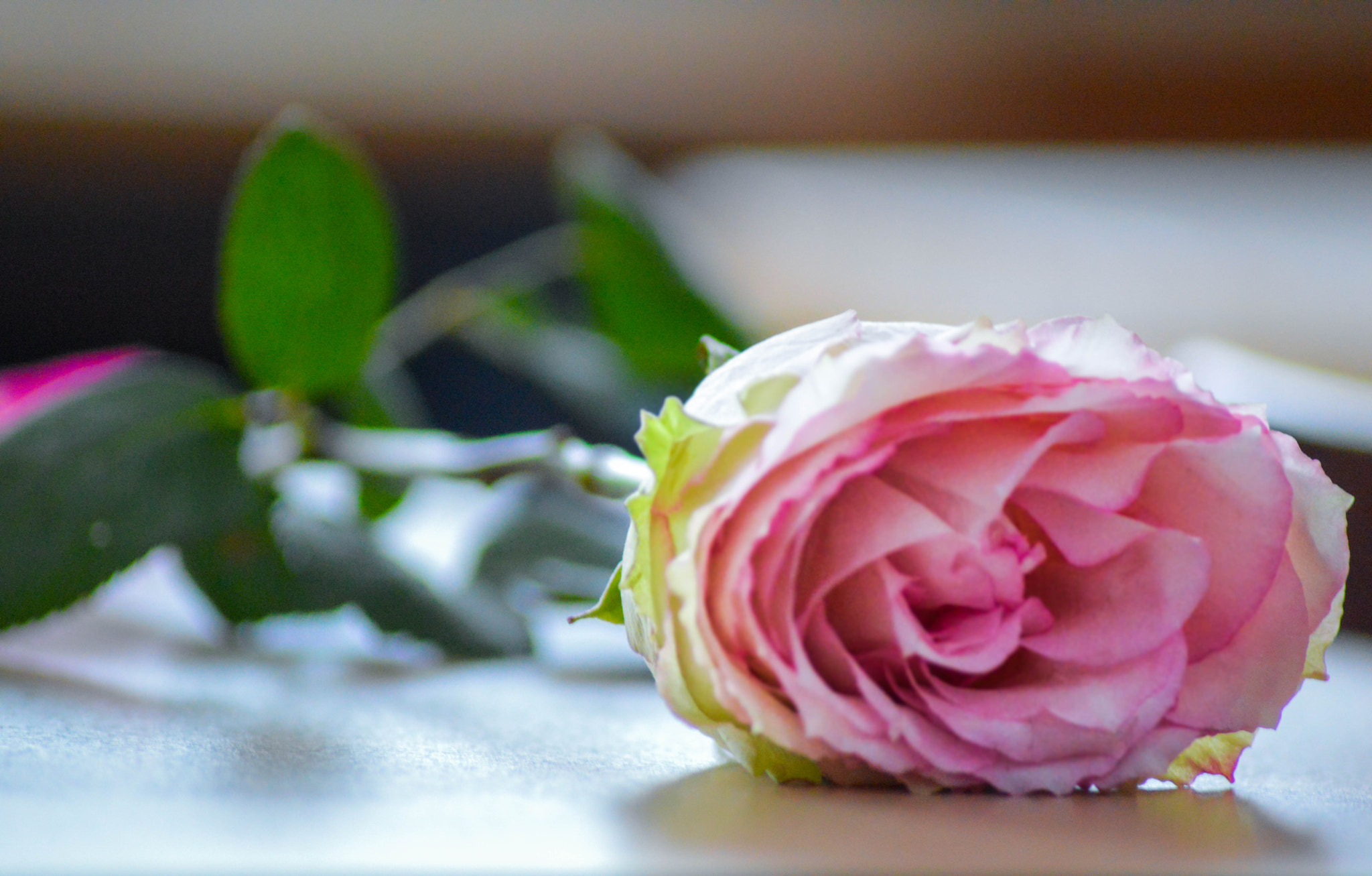 Nikon D3200 sample photo. Rose photography
