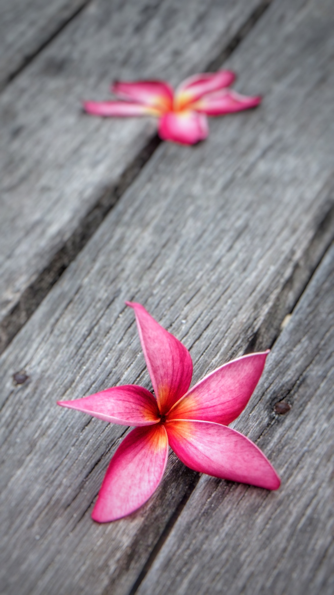 Olympus TG-860 sample photo. Orchid and wood photography