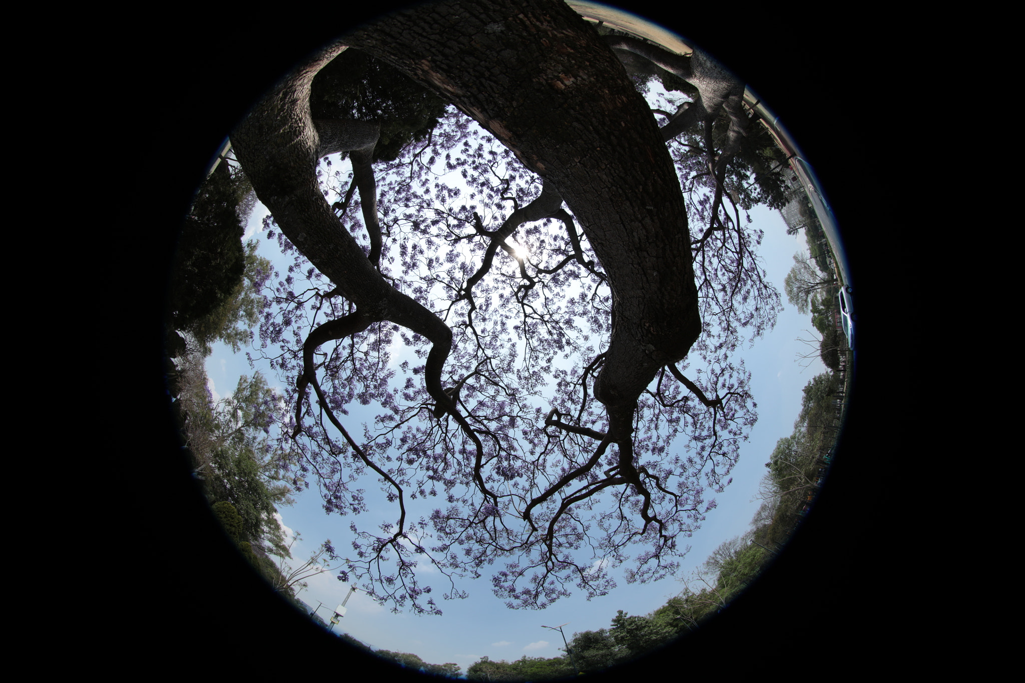 Canon EF 8-15mm F4L Fisheye USM sample photo. And i understood the value of the roots. photography