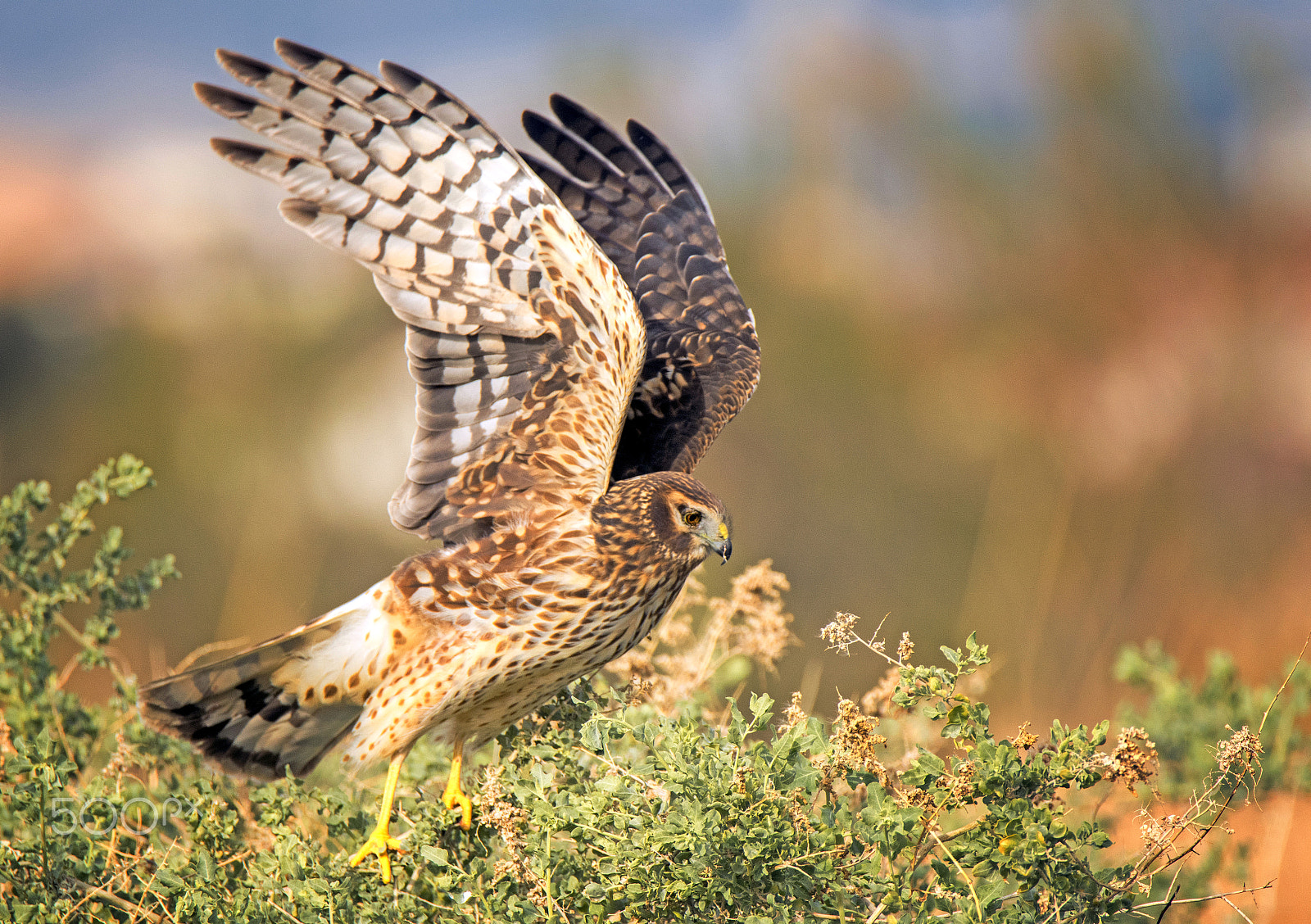 Nikon D500 sample photo. When hawks go hunting photography
