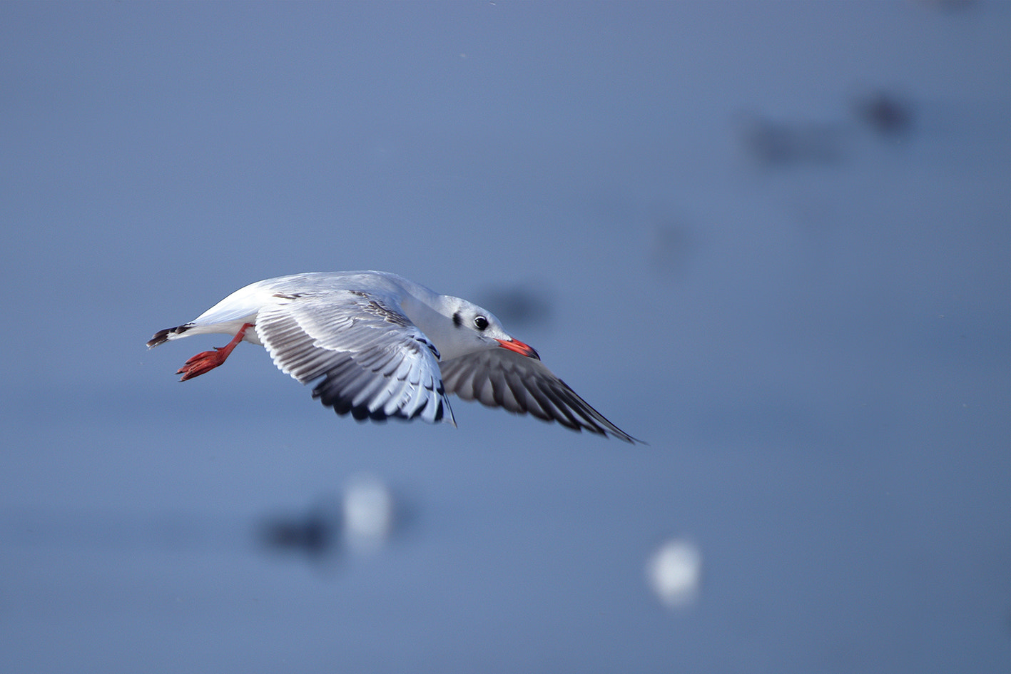 Canon EOS 80D + Tamron SP 35mm F1.8 Di VC USD sample photo. Seagull photography