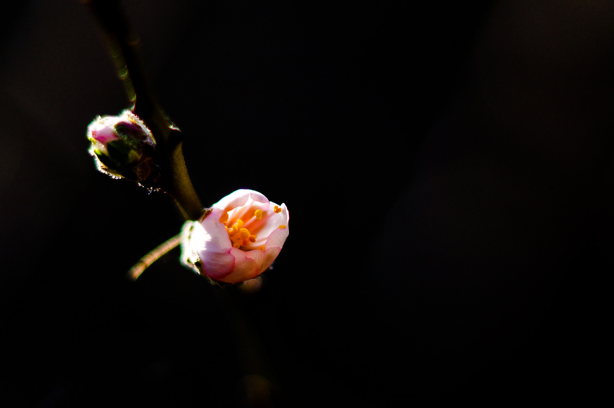 Sony SLT-A77 sample photo. Springflower photography