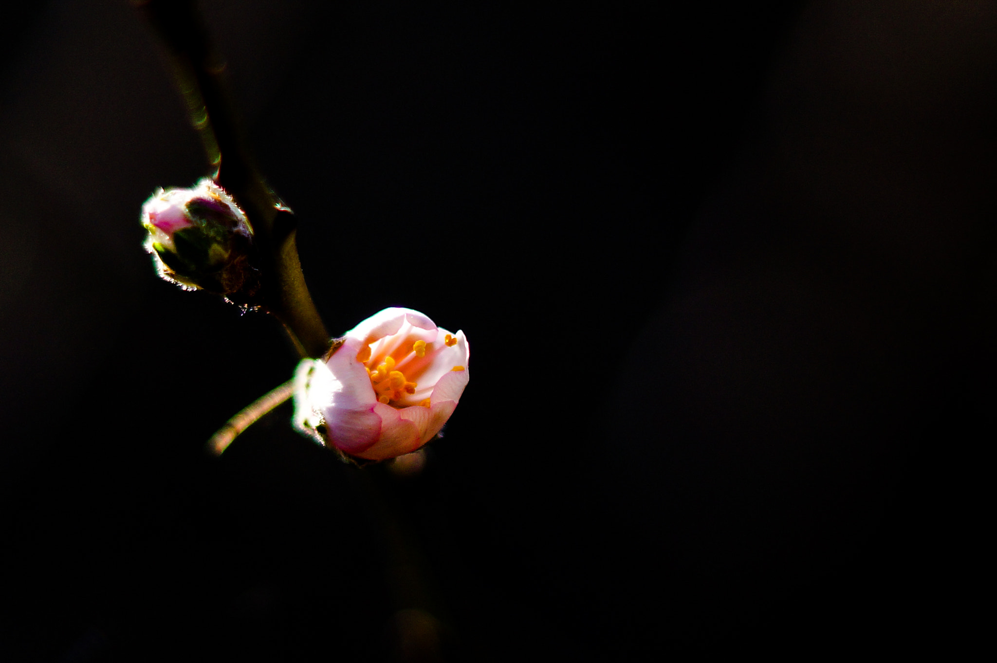 Sony SLT-A77 + Sony DT 50mm F1.8 SAM sample photo. Springflower photography
