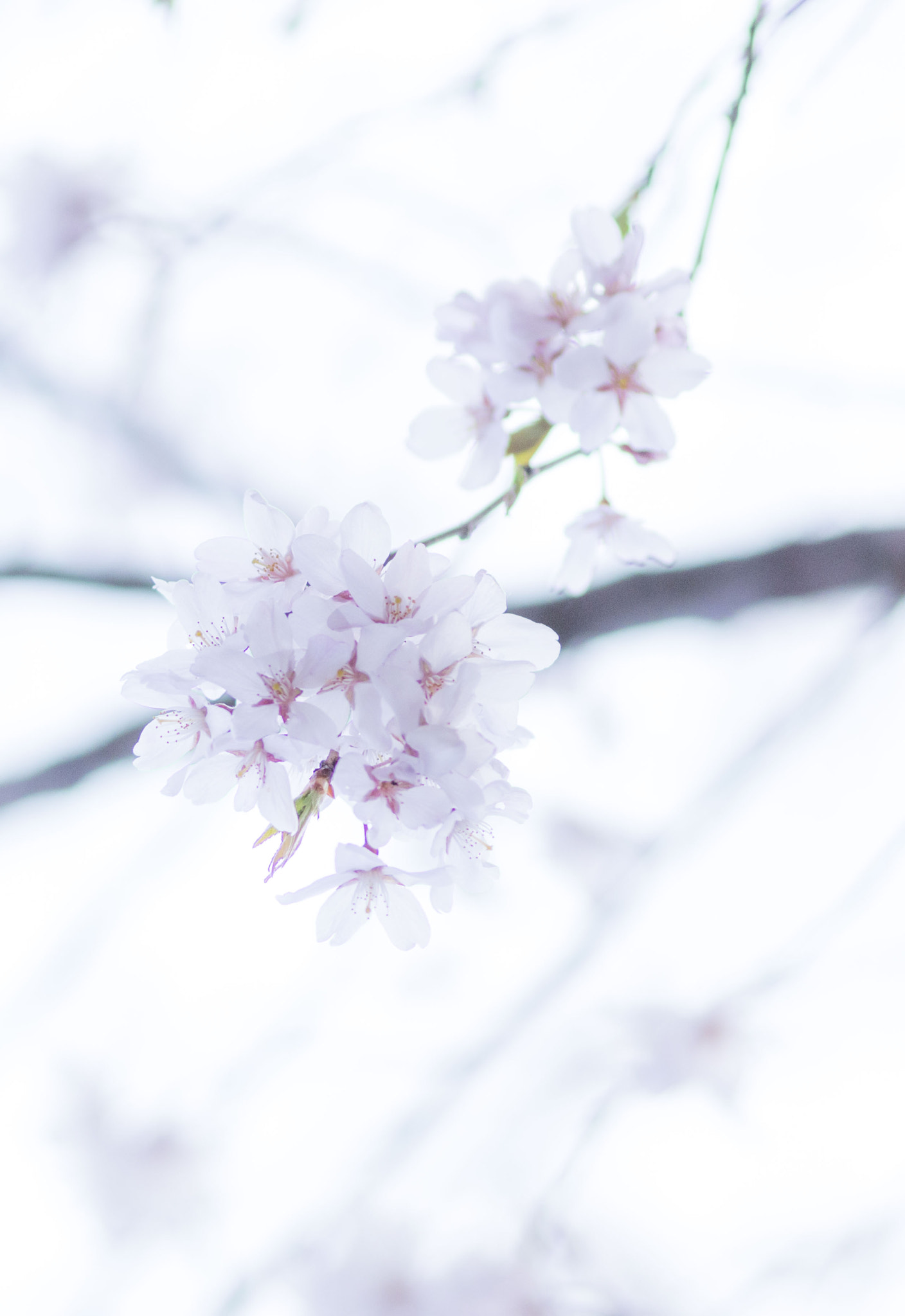 Canon EF 200mm F2.8L II USM sample photo. 花綻ぶ photography