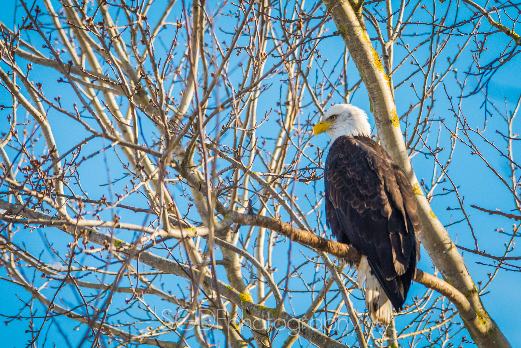 Sigma 150-500mm F5-6.3 DG OS HSM sample photo. Perched bald eagle in delta, bc photography