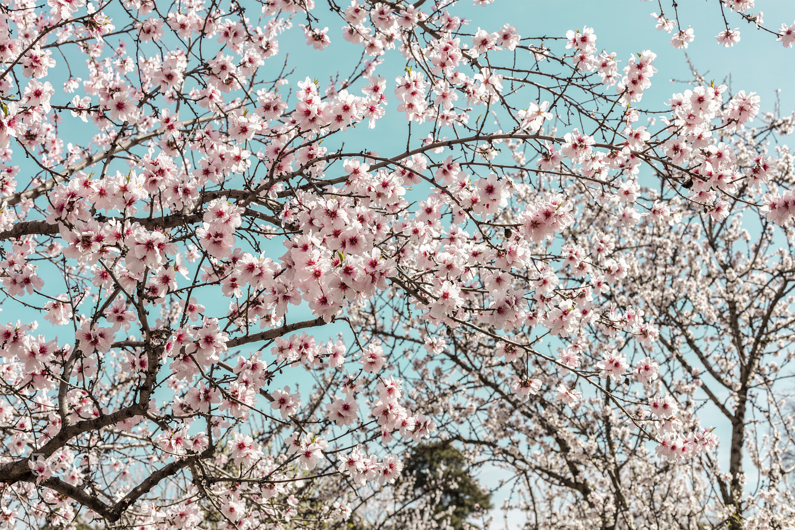 Canon EOS 5DS R sample photo. Almond trees in bloom in spain photography