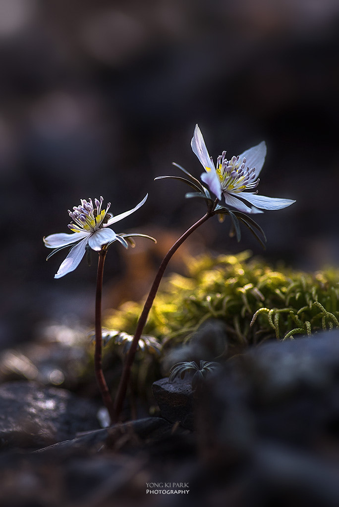 Pentax smc D-FA 100mm F2.8 Macro WR sample photo. Lovely spring wind-2 photography