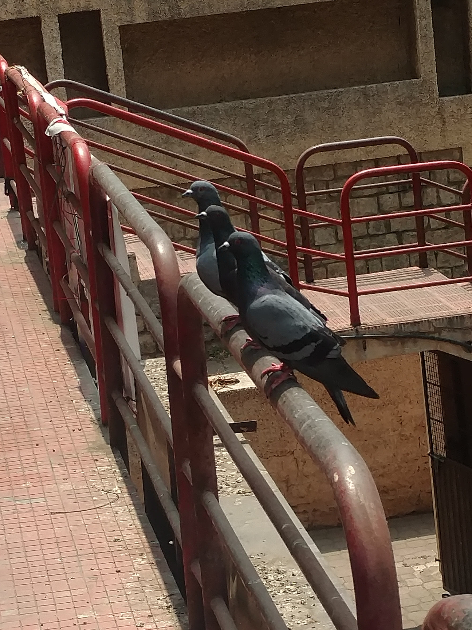 Motorola Moto X Style sample photo. Pigeons photography