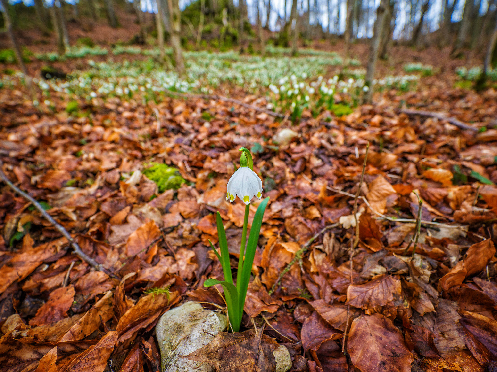 Olympus M.Zuiko Digital ED 7-14mm F2.8 PRO sample photo. Spring snowflake and its army photography