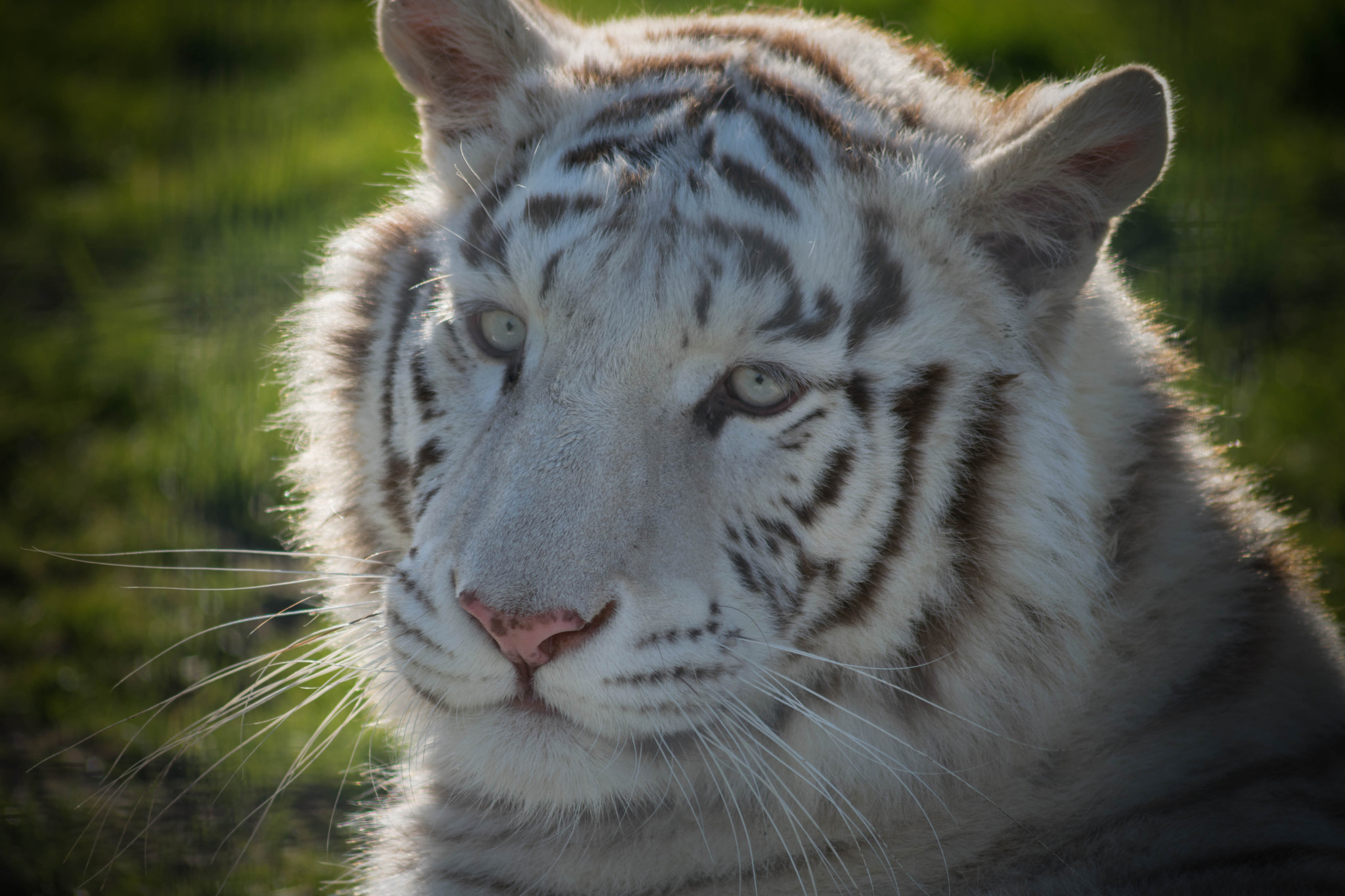 Sigma 70-300mm F4-5.6 APO DG Macro sample photo. Here the beautiful white lion basks in the sunlight, resting until her brother returns for more fun photography