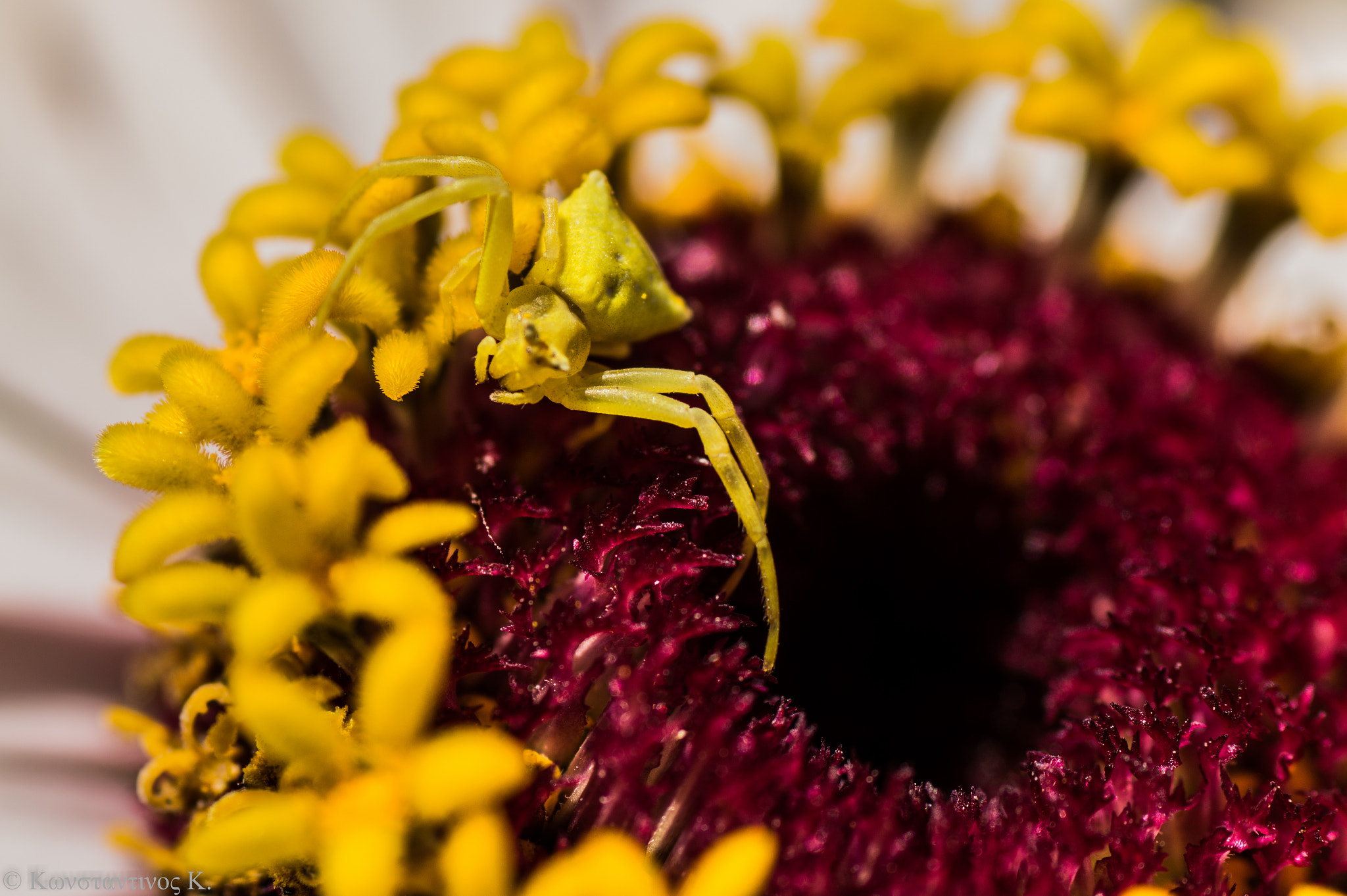 Nikon D3200 sample photo. Itchy bitchy spider photography