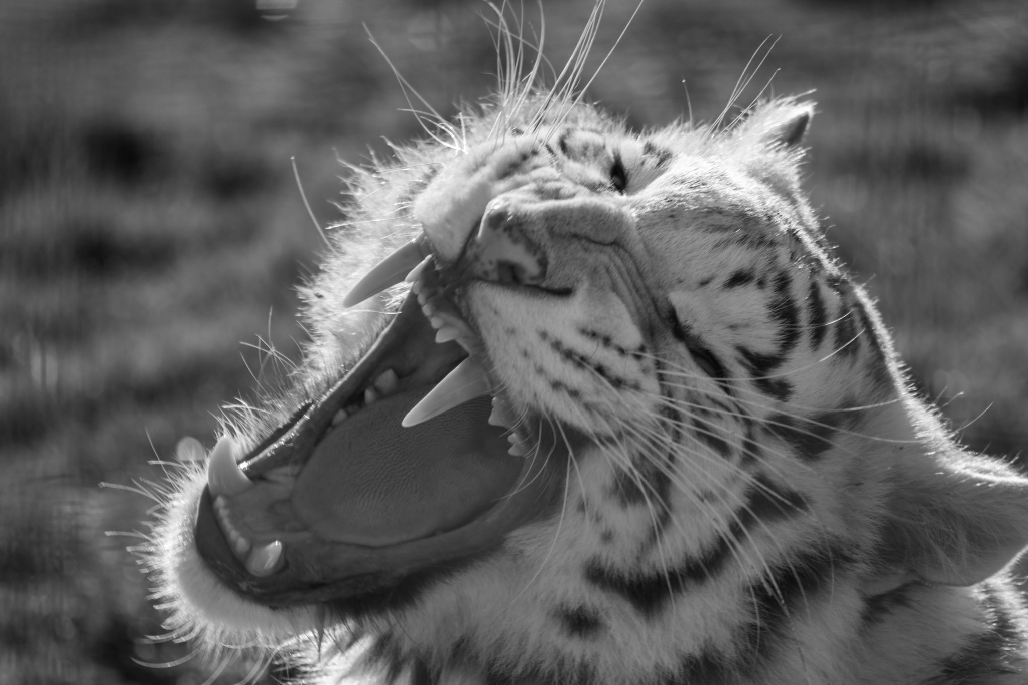 Sigma 70-300mm F4-5.6 APO DG Macro sample photo. Here the lion roar, a big roar is let out as her b ... photography