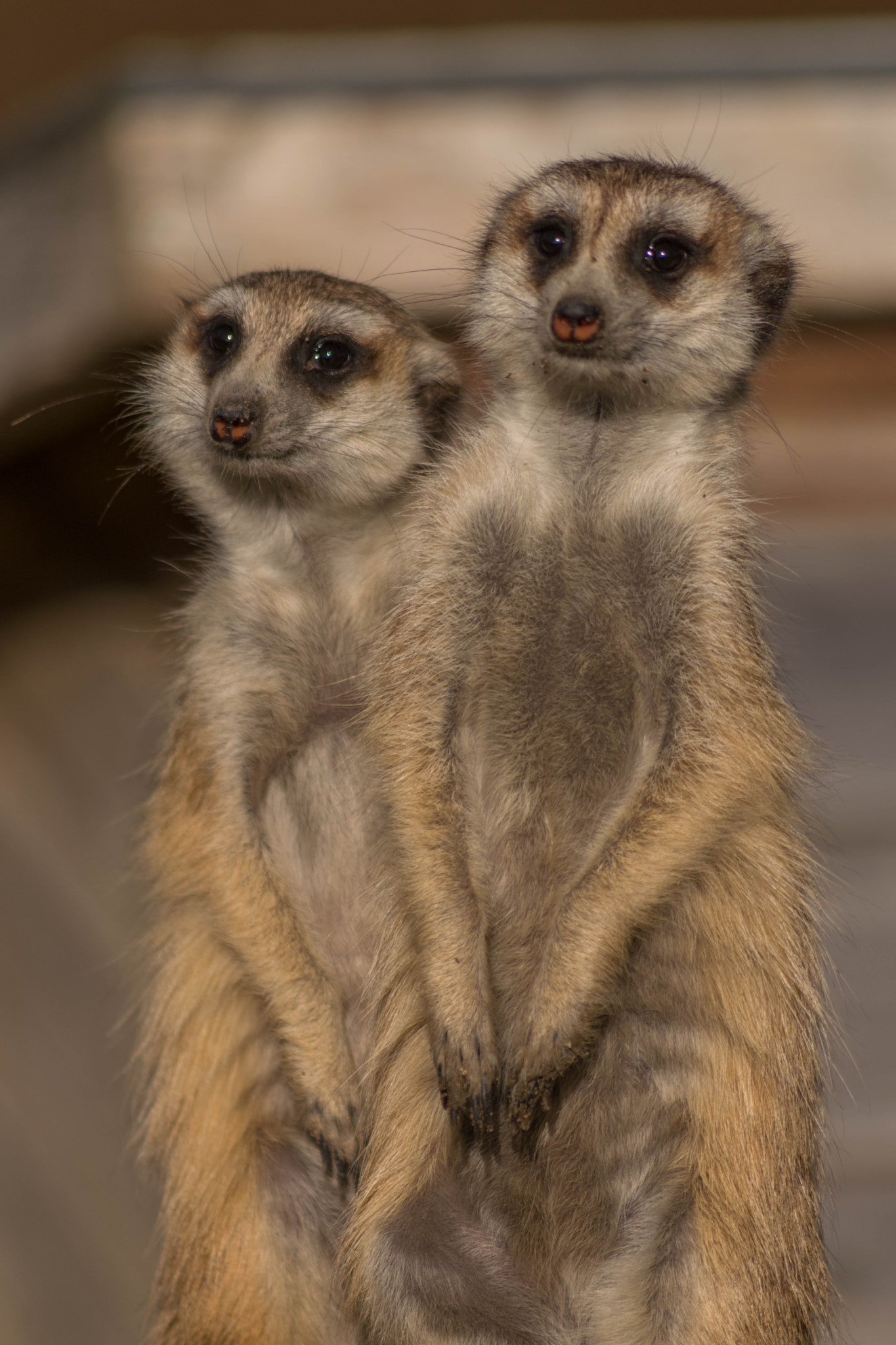 Sigma 70-300mm F4-5.6 APO DG Macro sample photo. Standing together through mischief and hours of pl ... photography