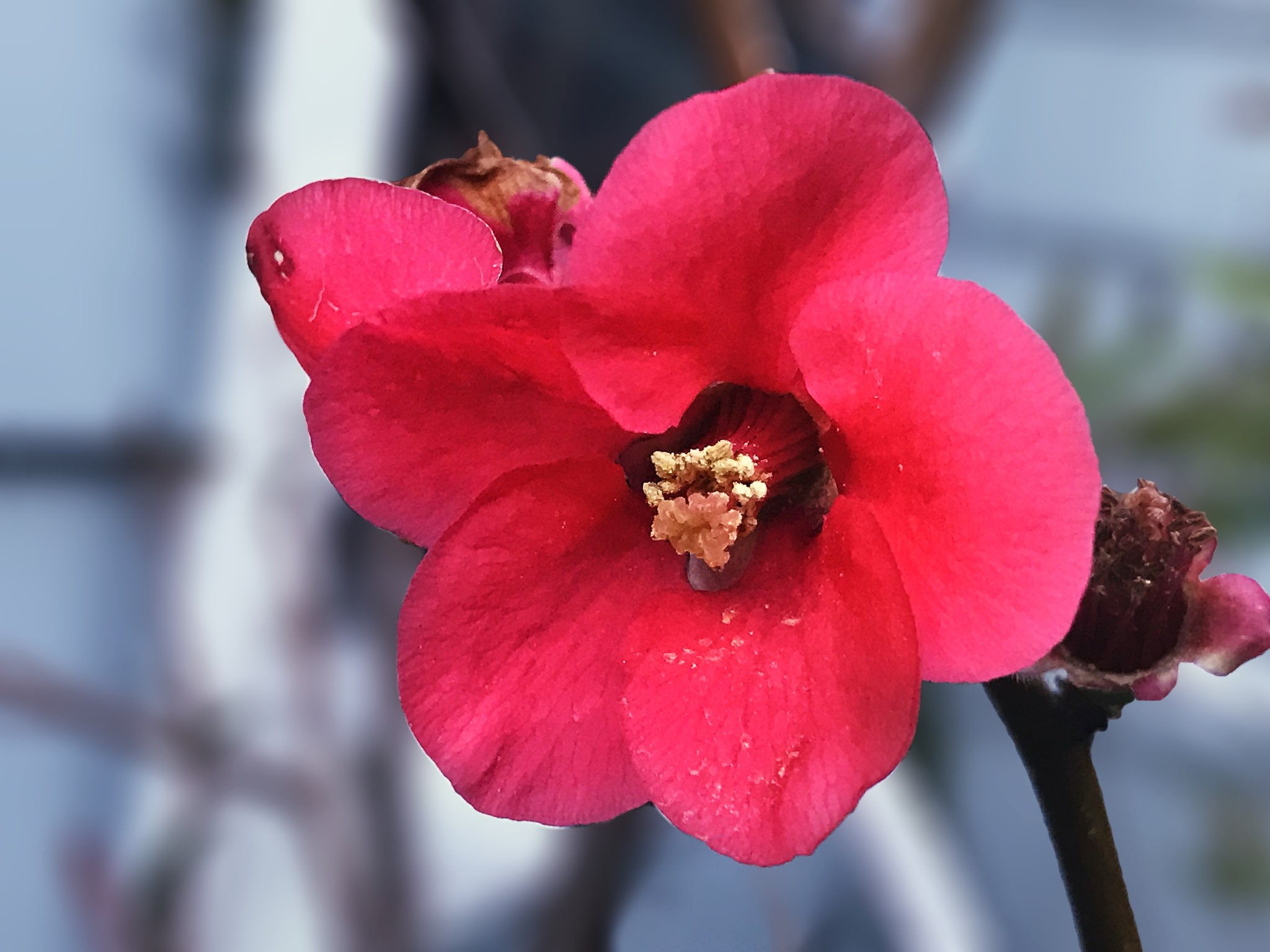 Apple iPhone9,4 sample photo. Quince flower photography