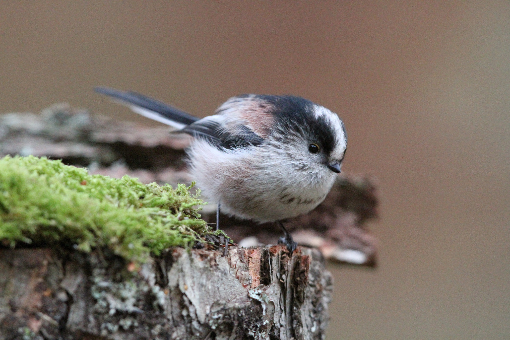 Canon EOS 7D + Canon EF 500mm F4L IS II USM sample photo. Long tailed tit photography
