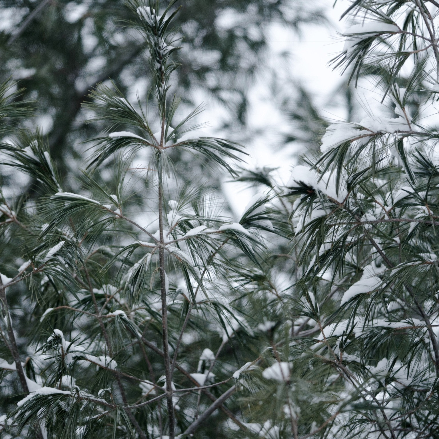 Sony a7 II + Sony FE 90mm F2.8 Macro G OSS sample photo. Peaceful snowfall photography