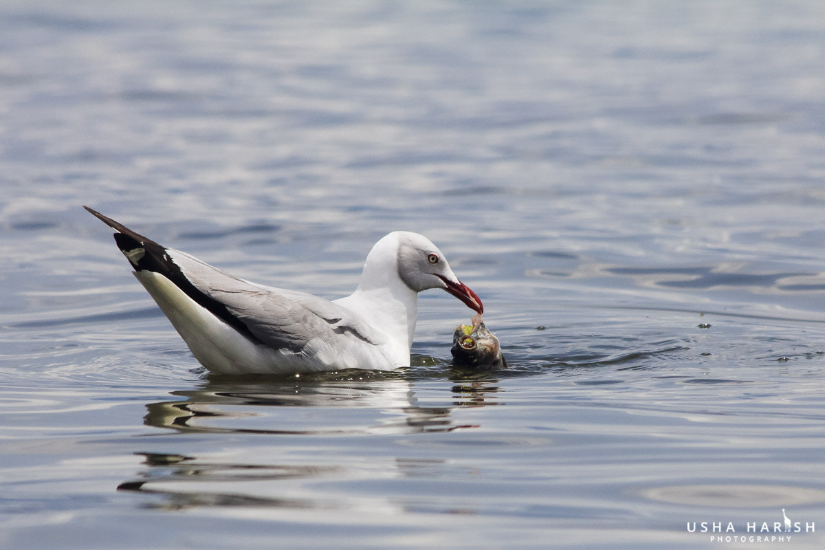 Canon EF 70-300mm F4-5.6 IS USM sample photo. Sea gull with a catch photography
