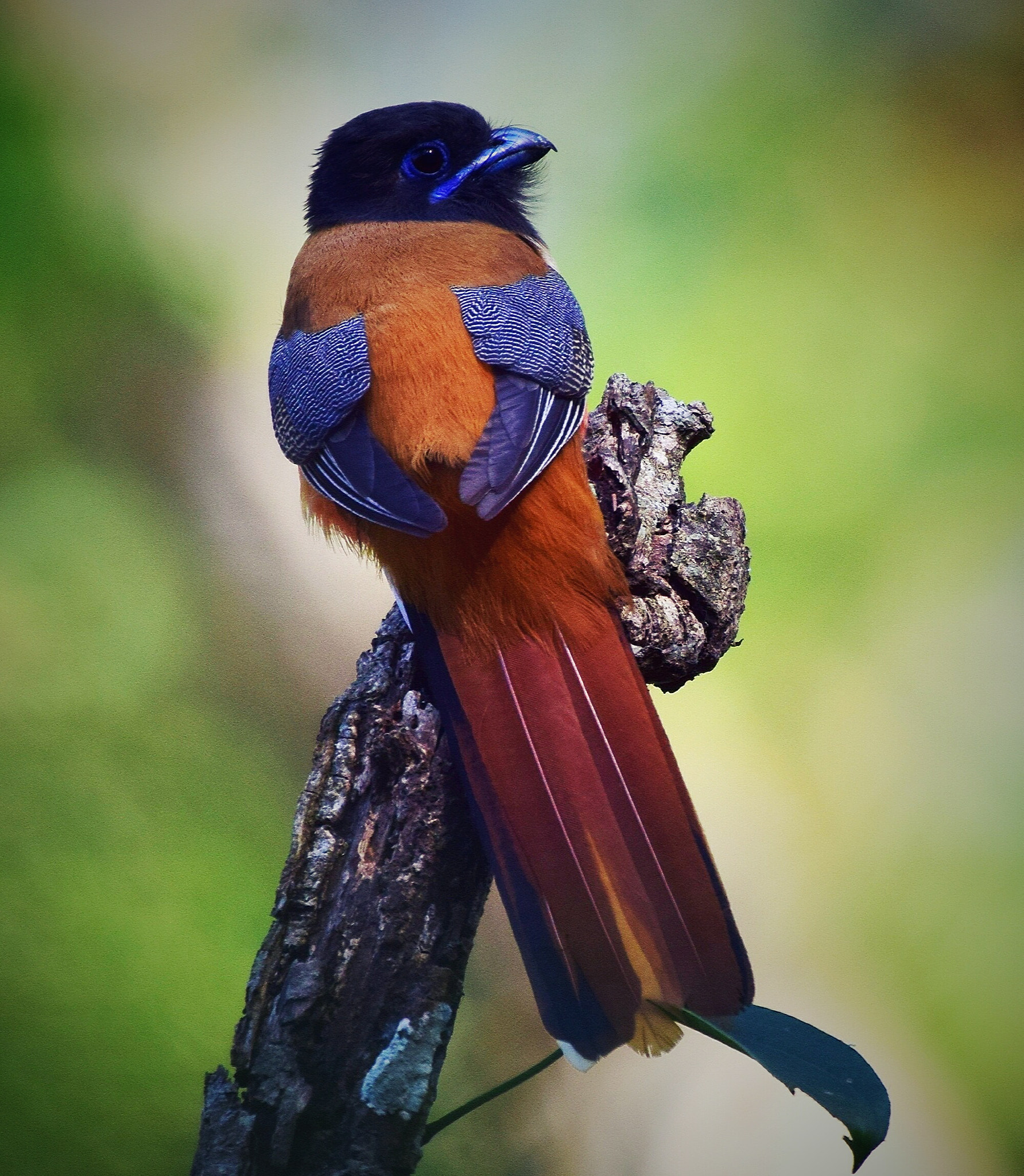 Nikon AF-S Nikkor 200-500mm F5.6E ED VR sample photo