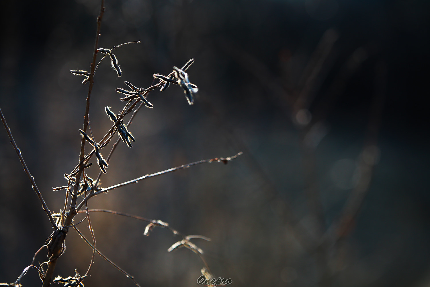 Canon EF 70-200mm F2.8L IS USM sample photo. Onepro - 햇살과 잡초 (sunshine and weeds) photography
