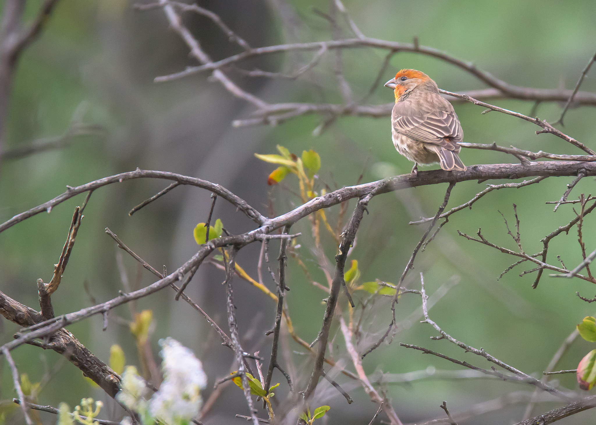 Nikon D810 sample photo. Finch photography