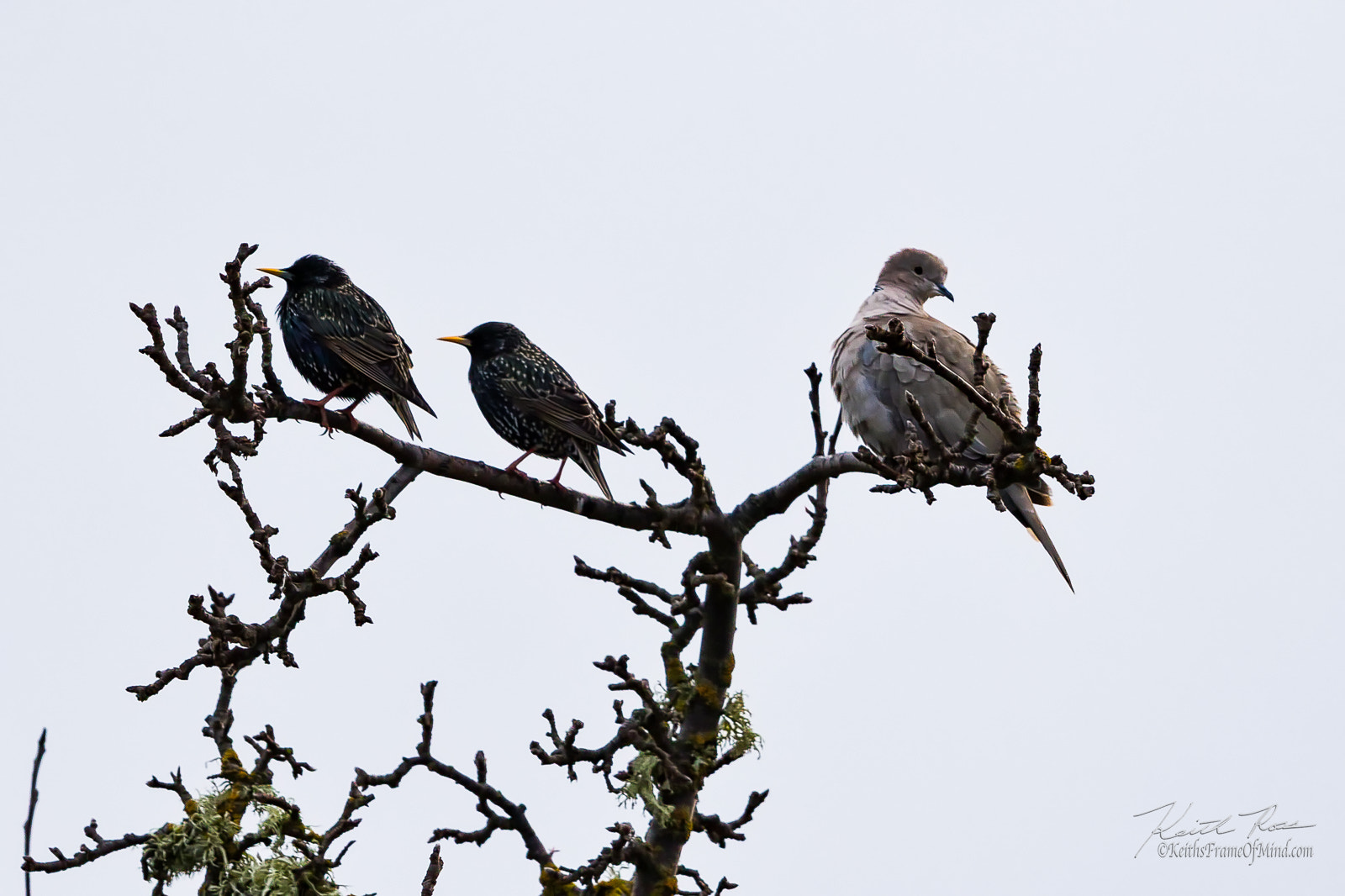 Canon EOS 7D Mark II + Canon EF 600mm F4L IS II USM sample photo. 207. starlings & dove photography