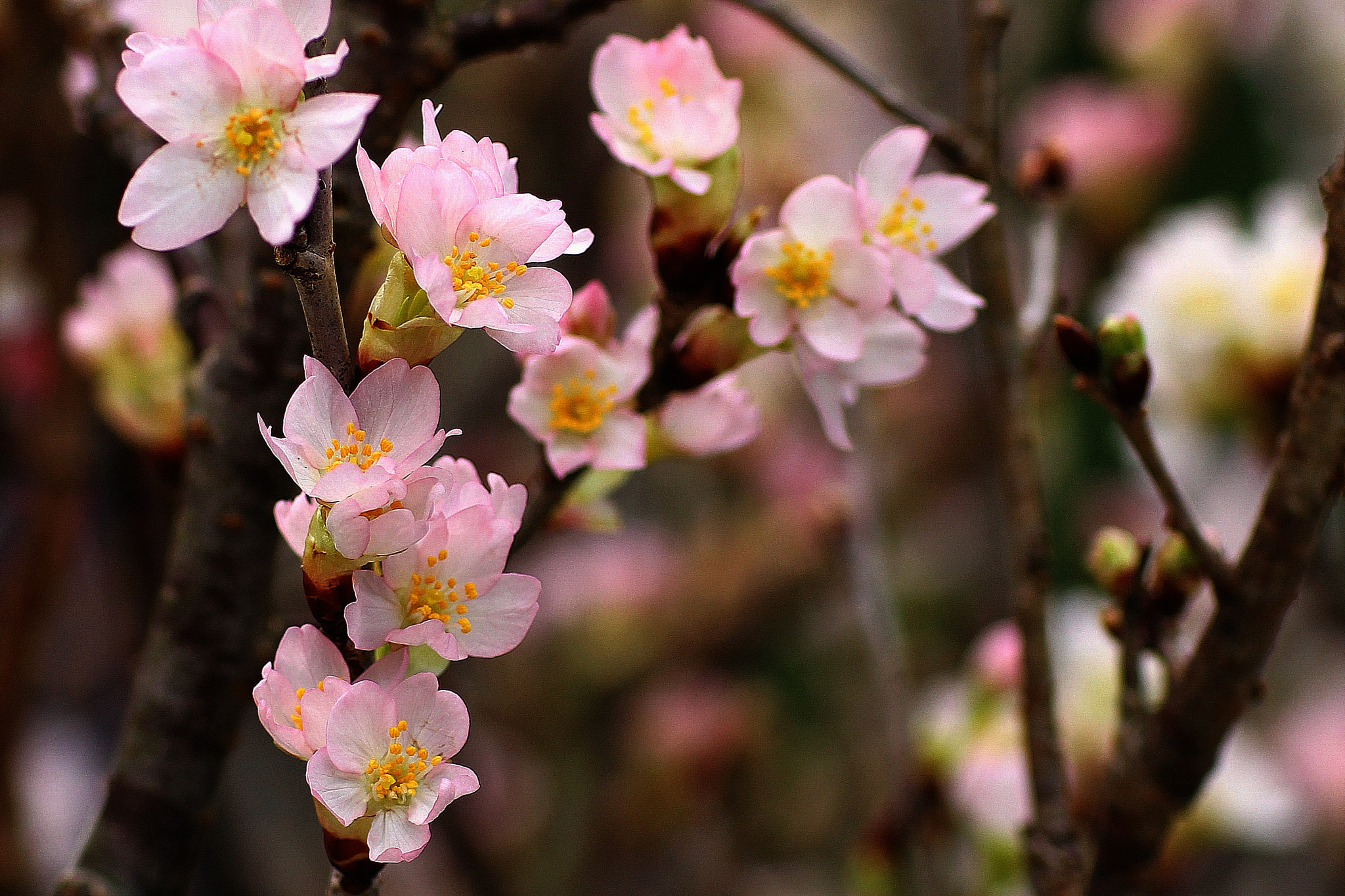 Canon EOS 7D + Canon EF 85mm F1.2L II USM sample photo. Sakura in hanoi photography