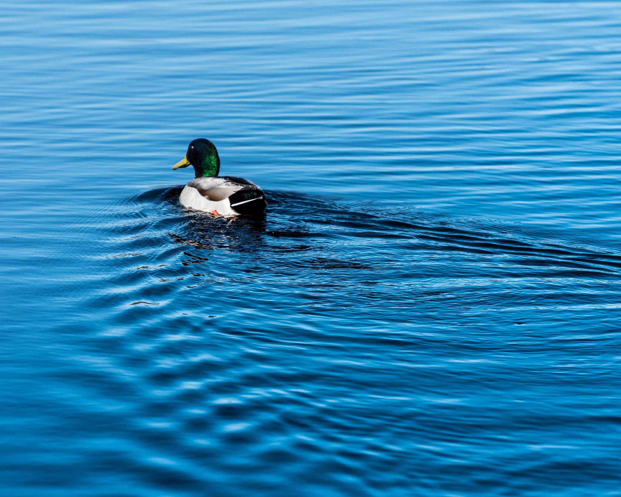 Nikon D500 sample photo. Boating photography