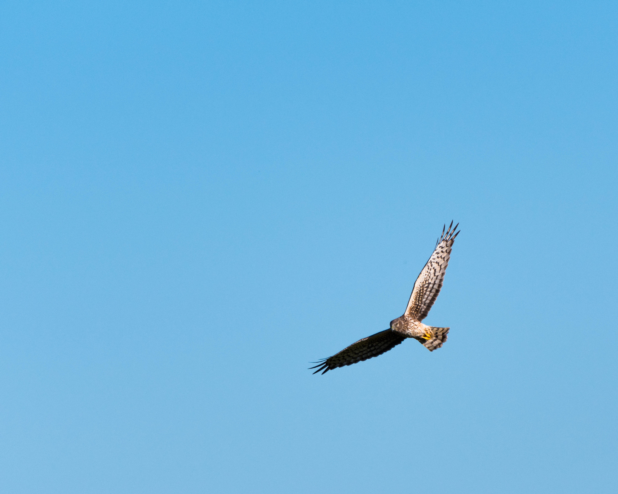 Nikon D500 sample photo. Prey photography