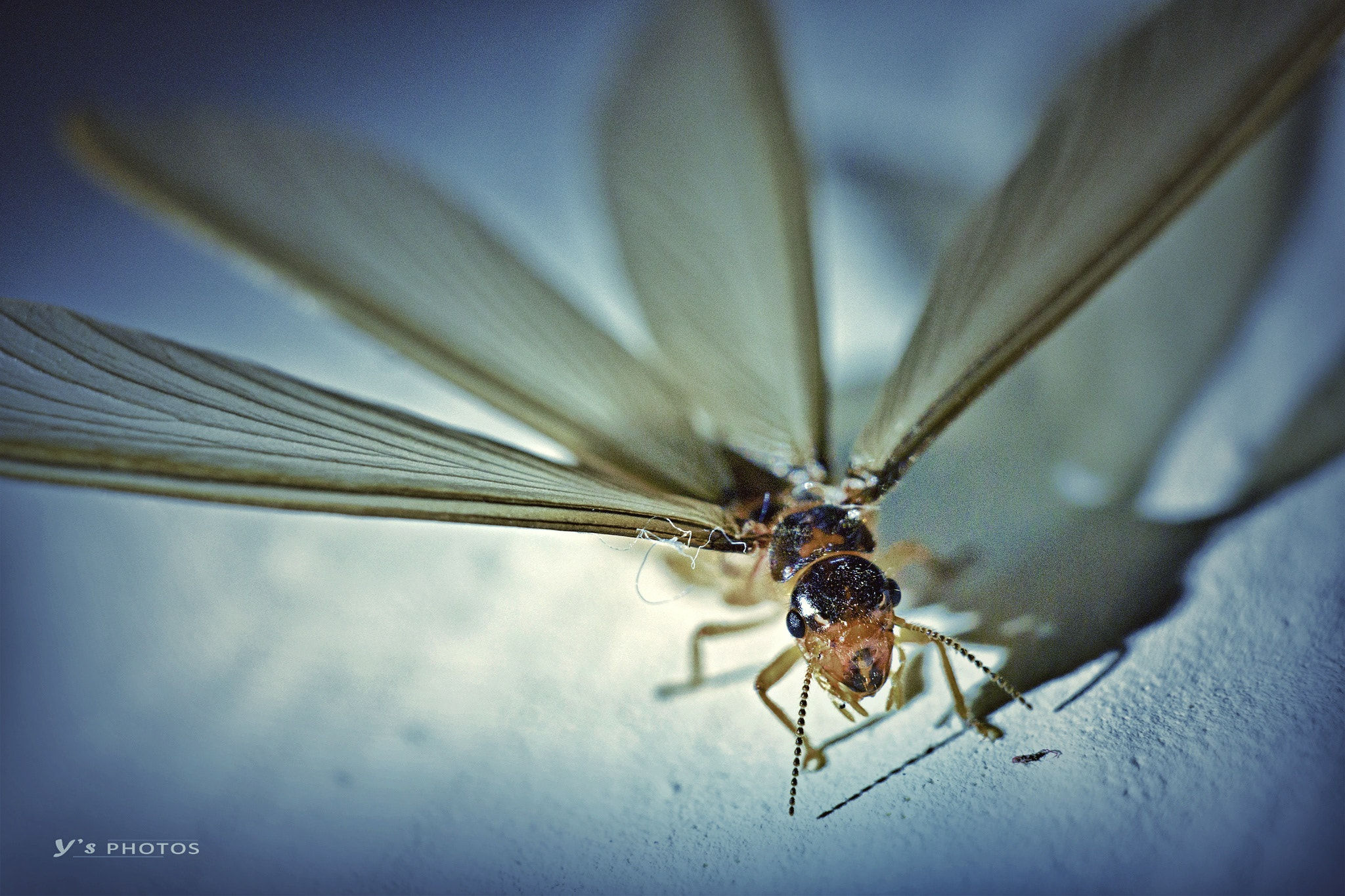 Sony a6000 + Sigma 30mm F2.8 EX DN sample photo. Flying ant.... photography