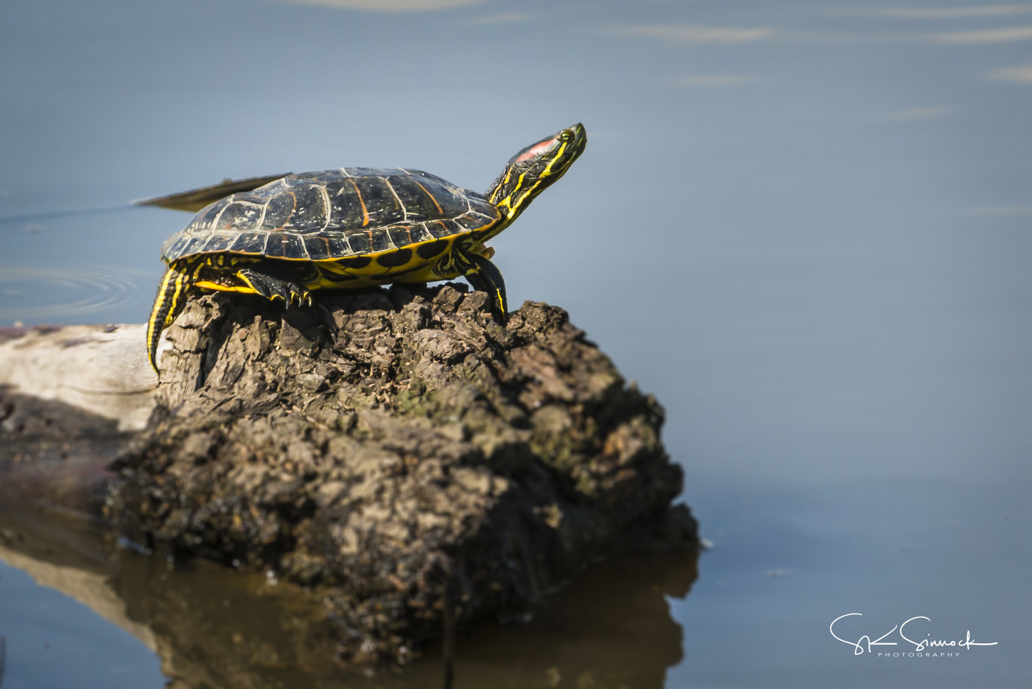 Nikon D800 sample photo. Red ear slider turtle photography