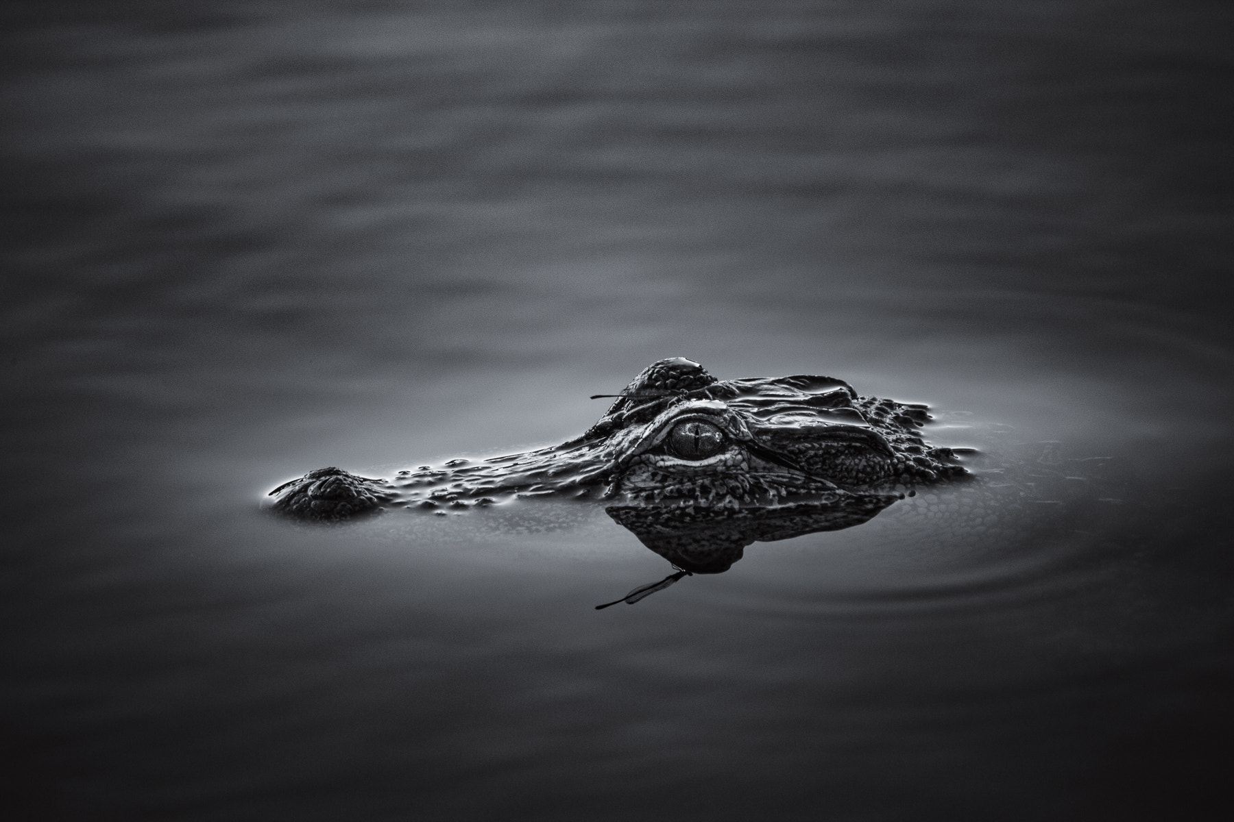 Canon EF-S 55-250mm F4-5.6 IS sample photo. Breaking through the surface photography