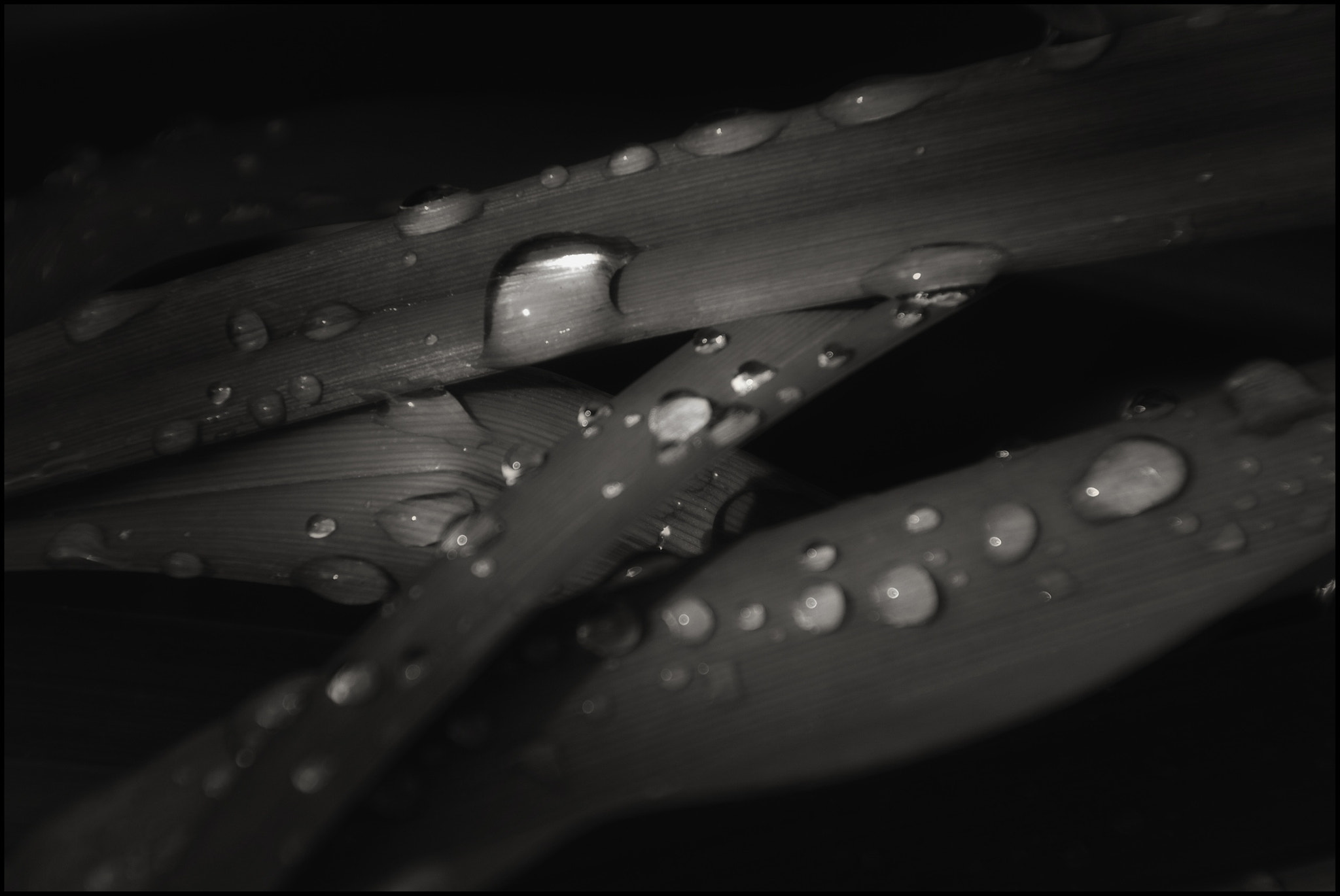 Canon EOS 400D (EOS Digital Rebel XTi / EOS Kiss Digital X) sample photo. Drops of rain photography