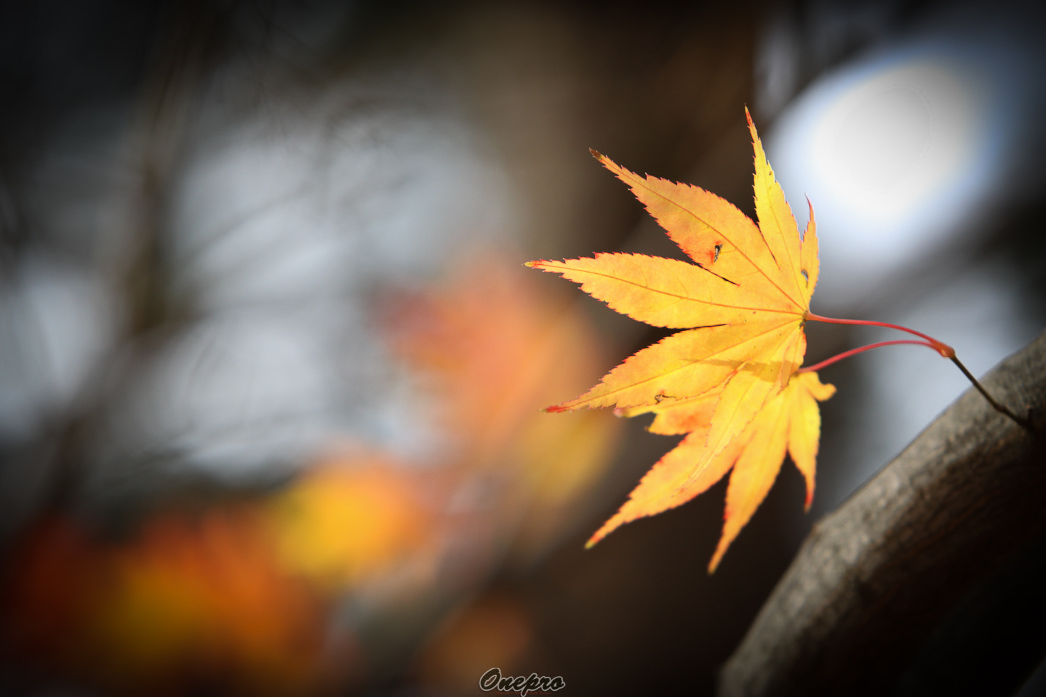 Canon EOS 50D + Canon EF 70-200mm F2.8L IS USM sample photo. Onepro - 가을의 어느날.. (one day in the fall ..) photography