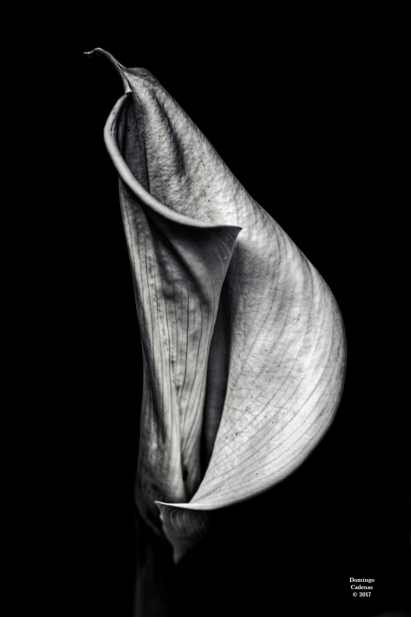 AF Micro-Nikkor 105mm f/2.8 sample photo. Cala photography
