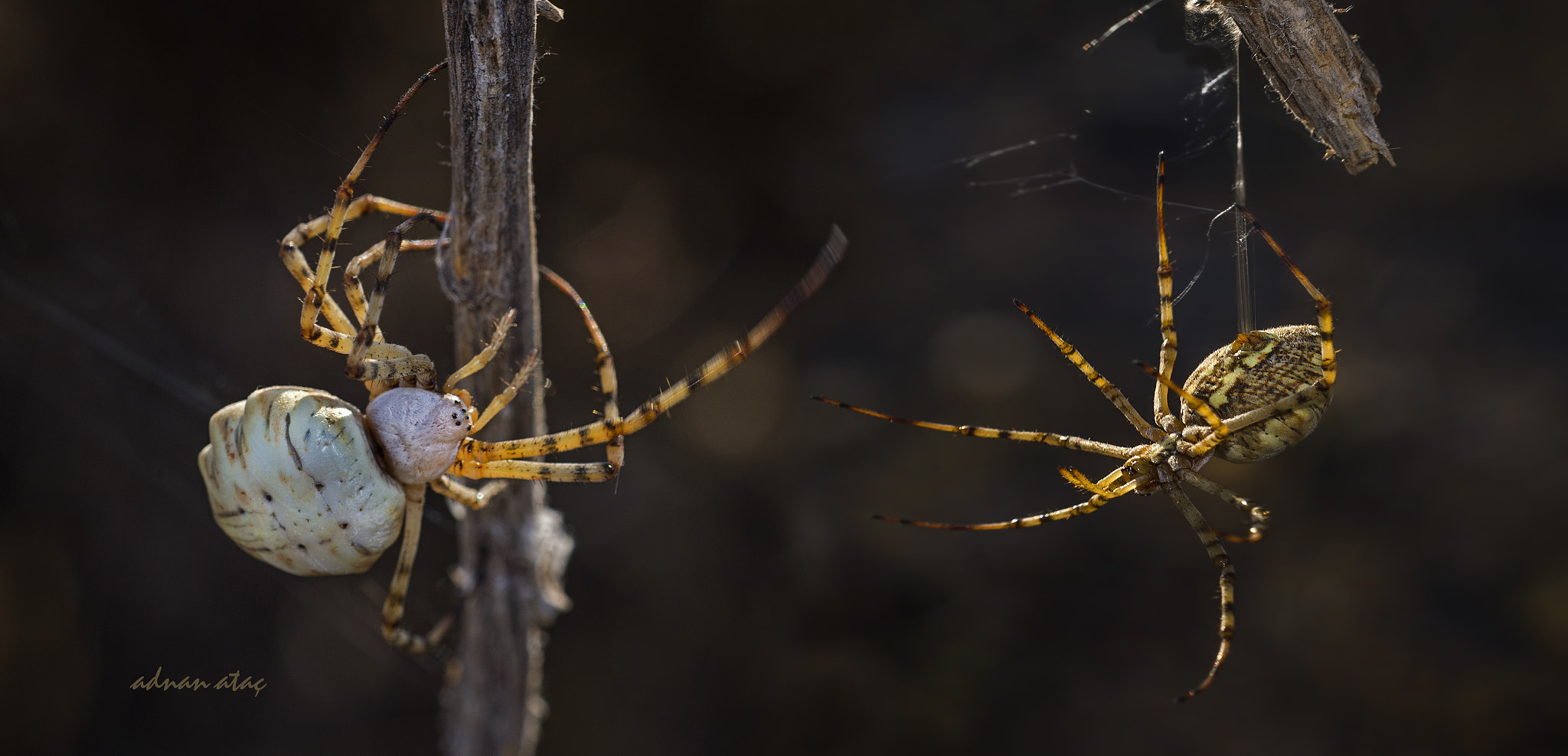 Nikon D4 sample photo. Zigzag loblu örümcek - argiope lobata photography
