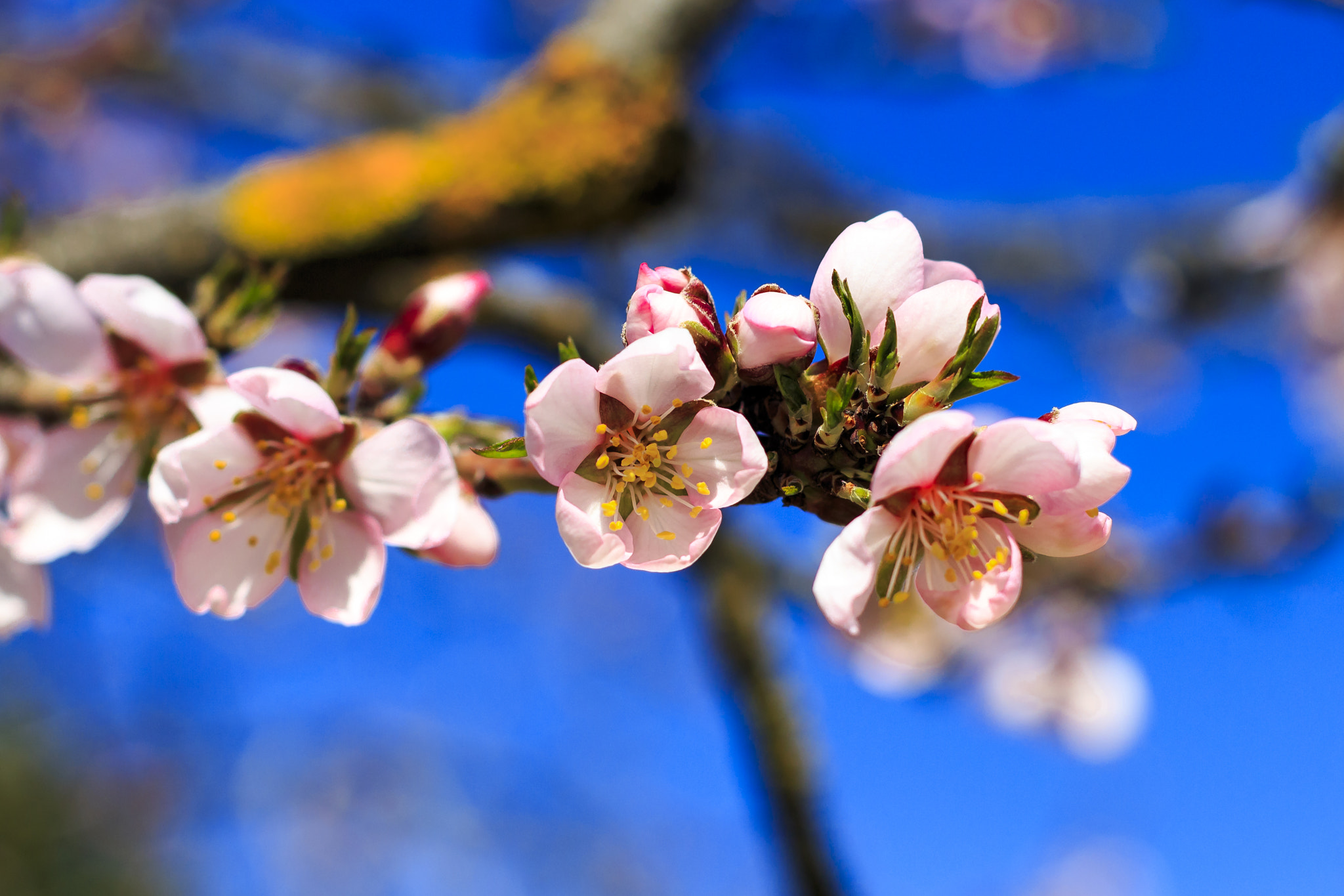 Canon EOS 700D (EOS Rebel T5i / EOS Kiss X7i) + Canon EF 50mm F1.4 USM sample photo. Almond blossom (macro photo) photography